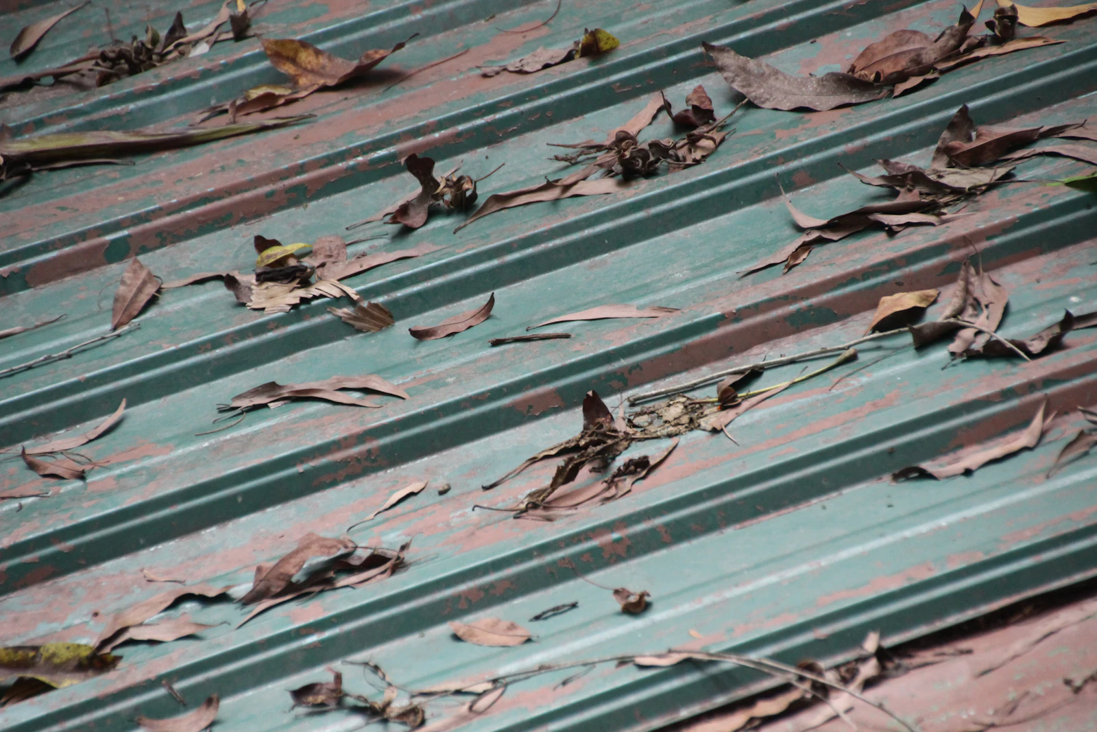 Dry leaves scattered on a metal roof