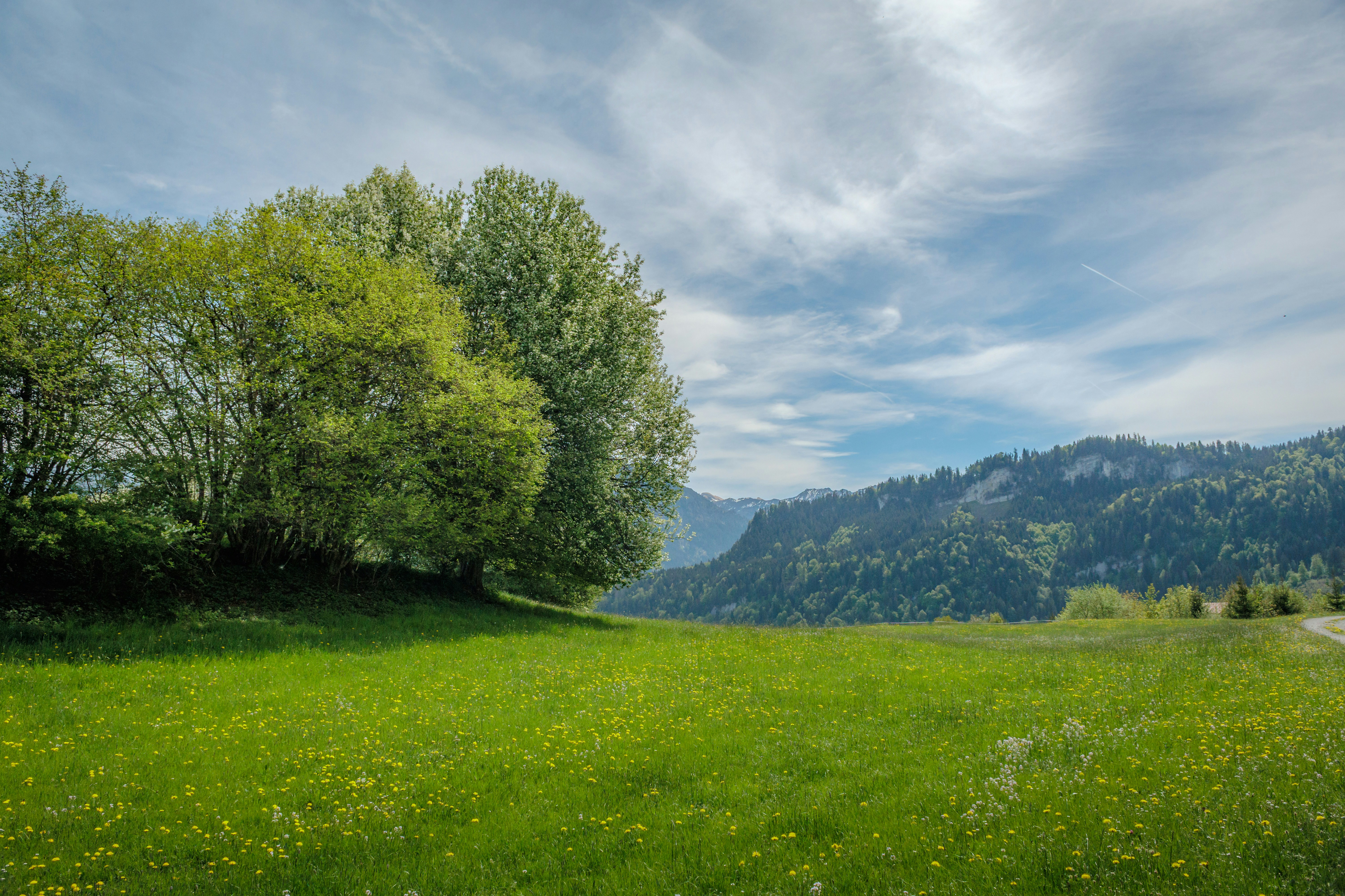 Prado verde y frondoso con árboles y montañas lejanas
