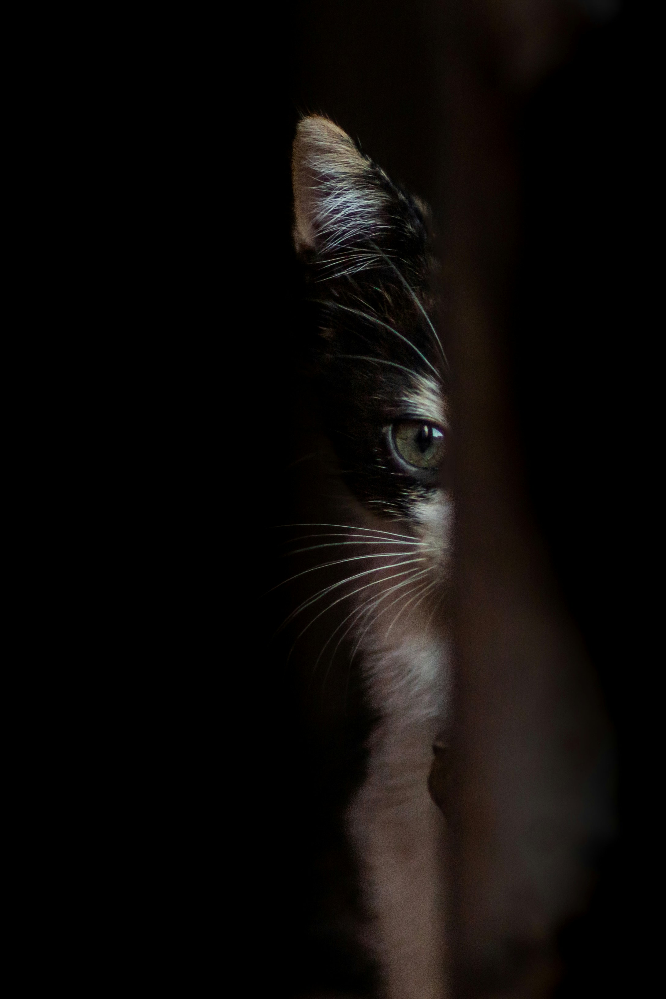 Un gatto bianco e nero che sbuca dall'oscurità