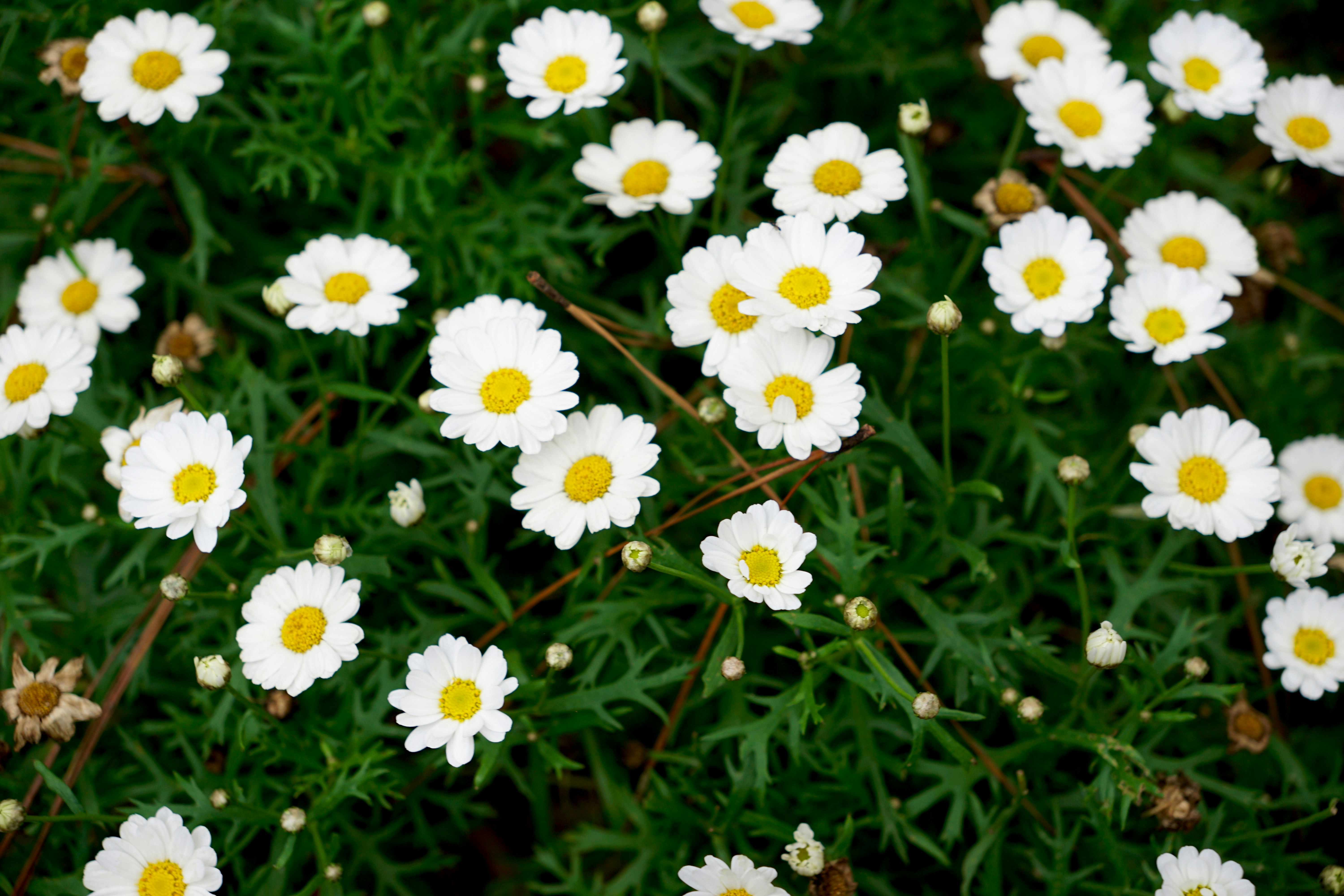 A field of small white daisies with green leaves.