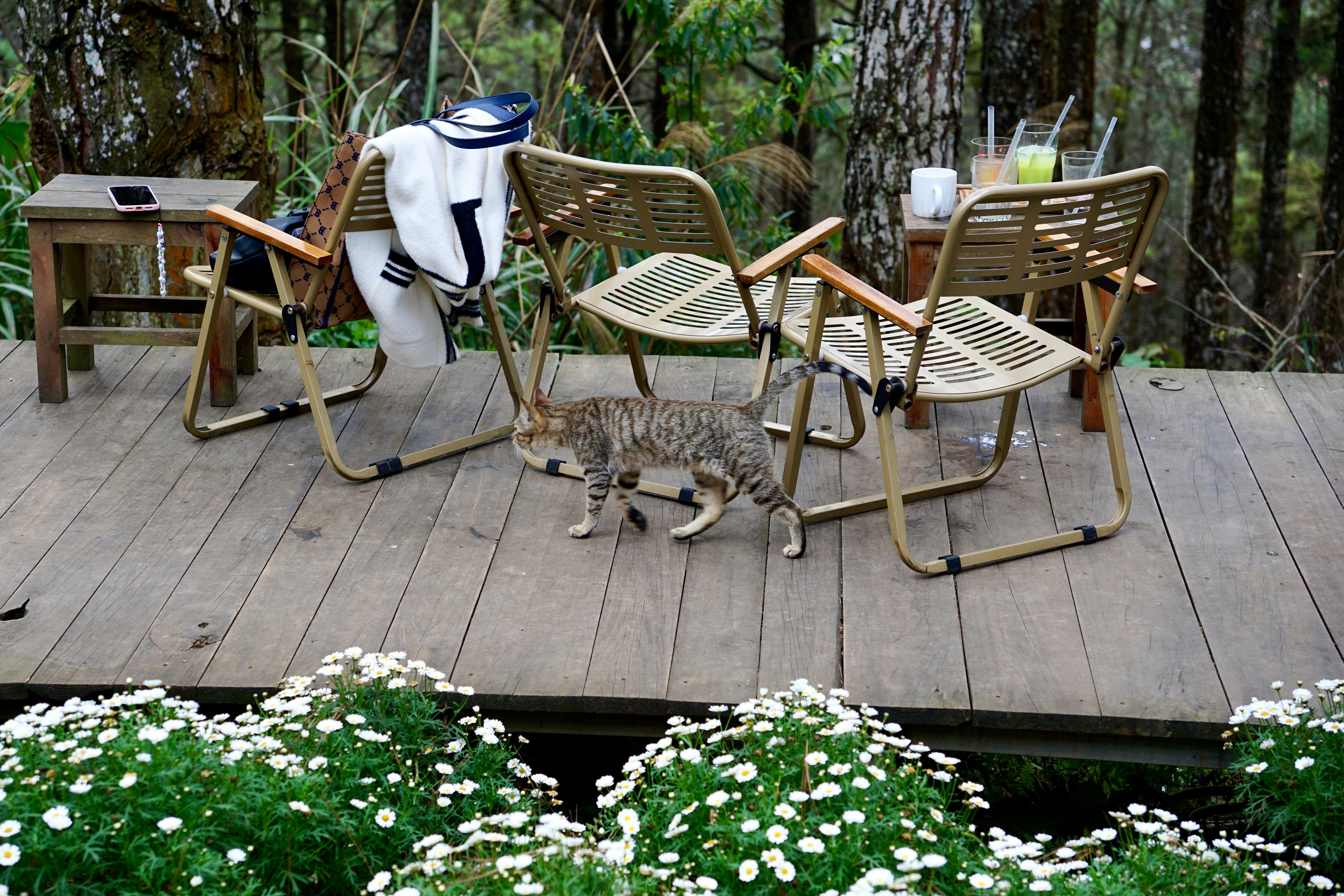 A cat walks on a wooden deck near chairs.