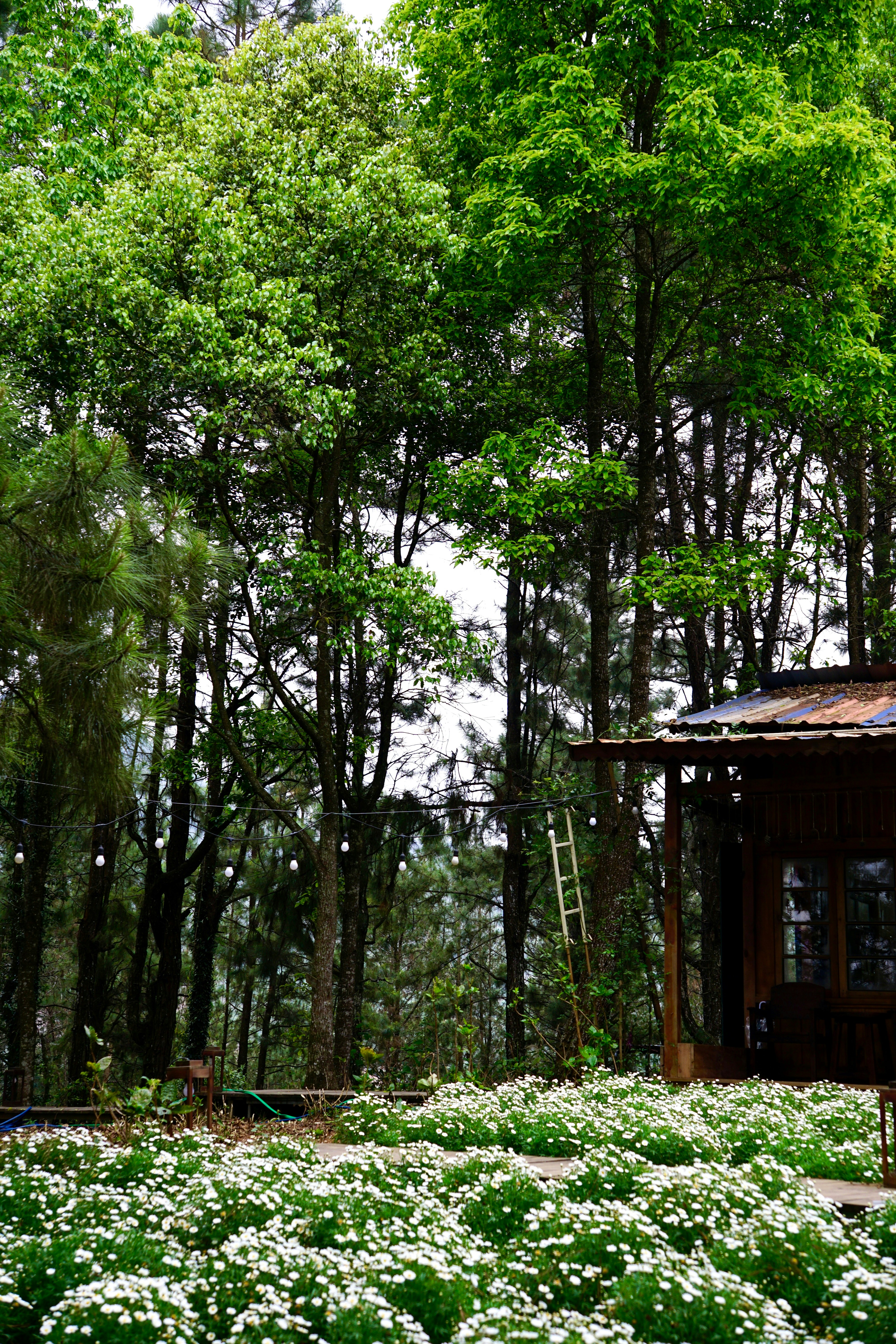 A wooden cabin surrounded by lush trees and white flowers.