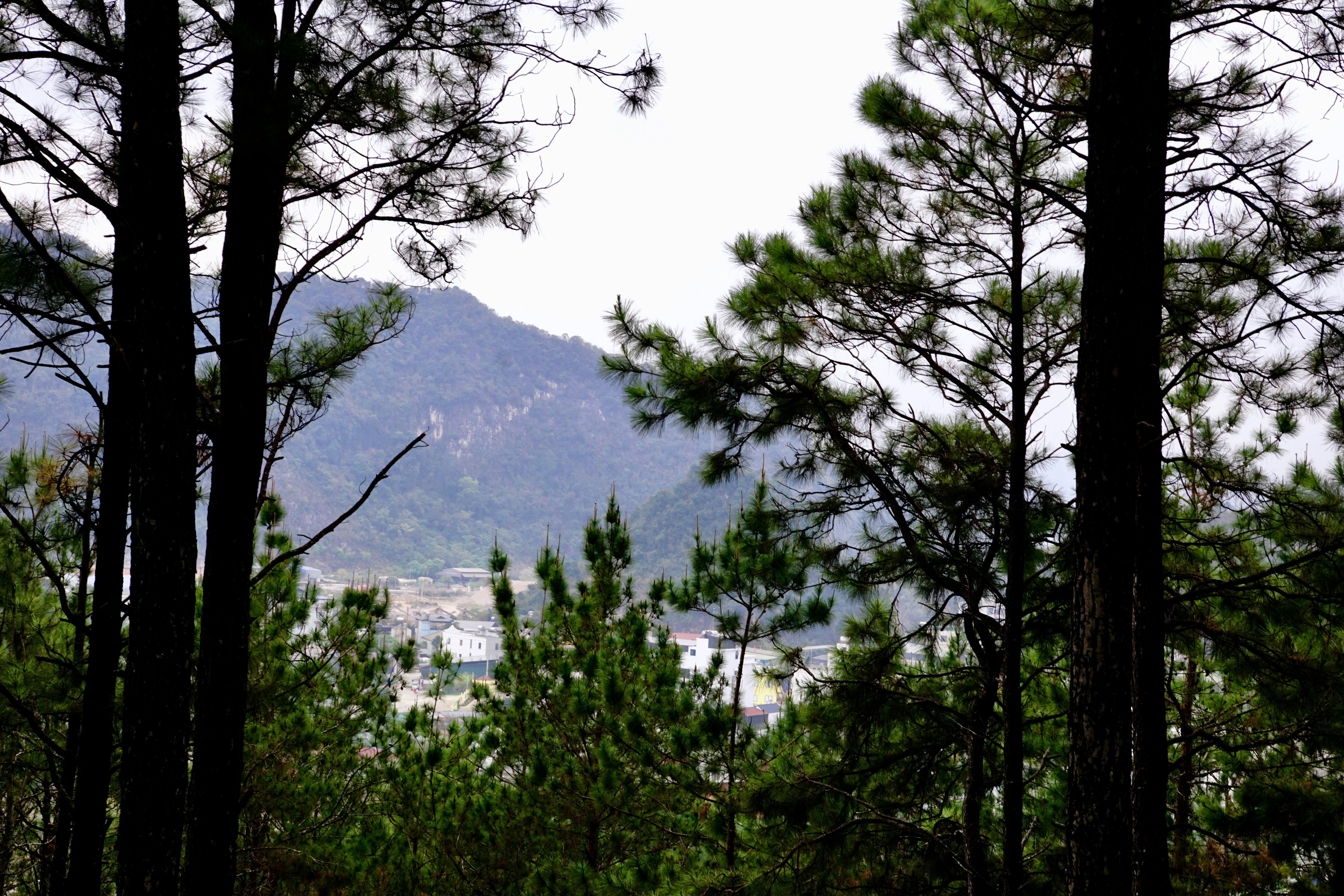 Pine trees in the foreground with a mountain landscape beyond