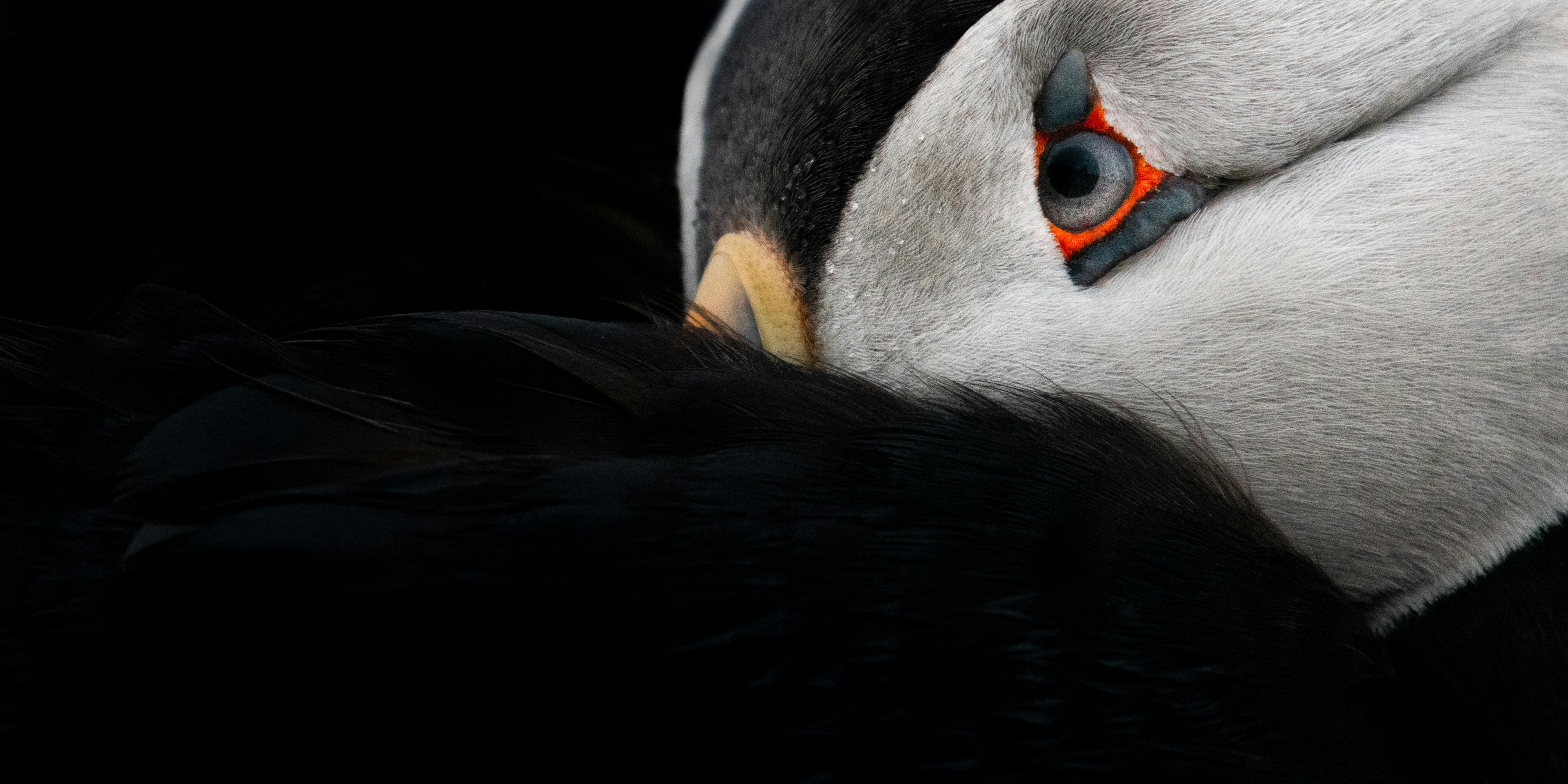 Close-up of a puffin with its head tucked in.
