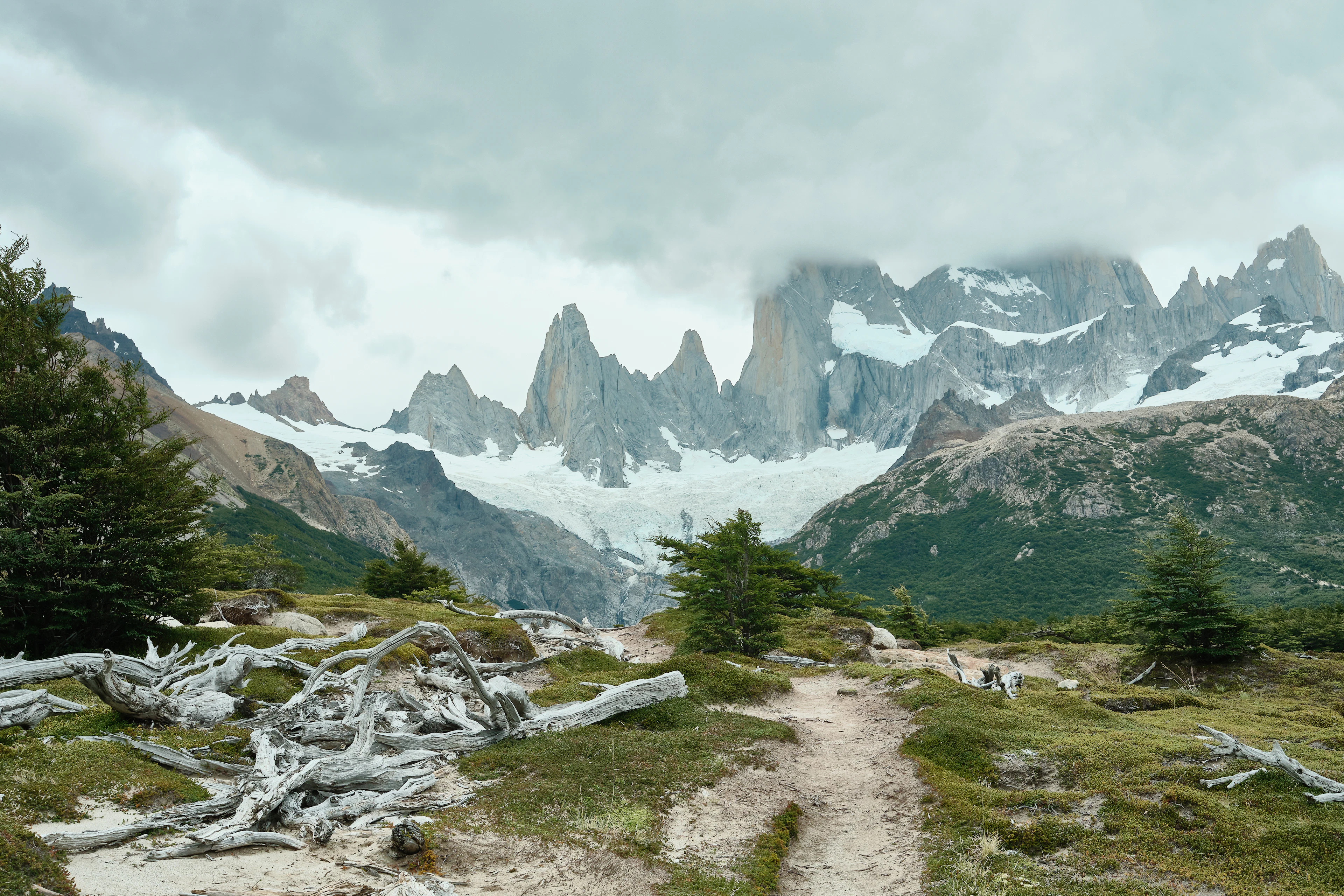 Takas per sidabriškai išblukusias lengų medžių šakas link debesų apgaubtų Fitz Roy kalnų, netoli El Chaltén, Argentina
