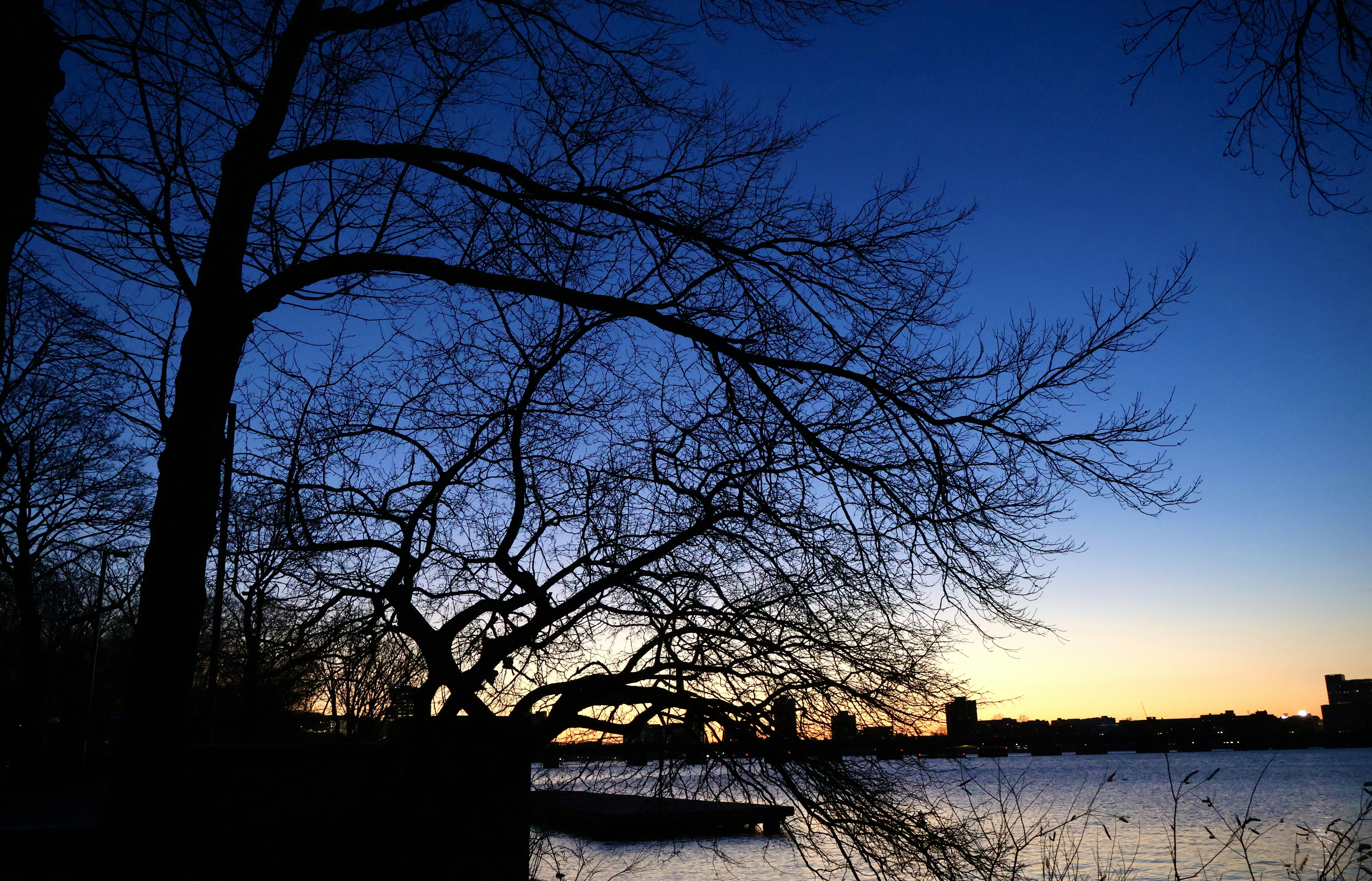 Ramas de árbol desnudas contra un cielo azul profundo al crepúsculo.