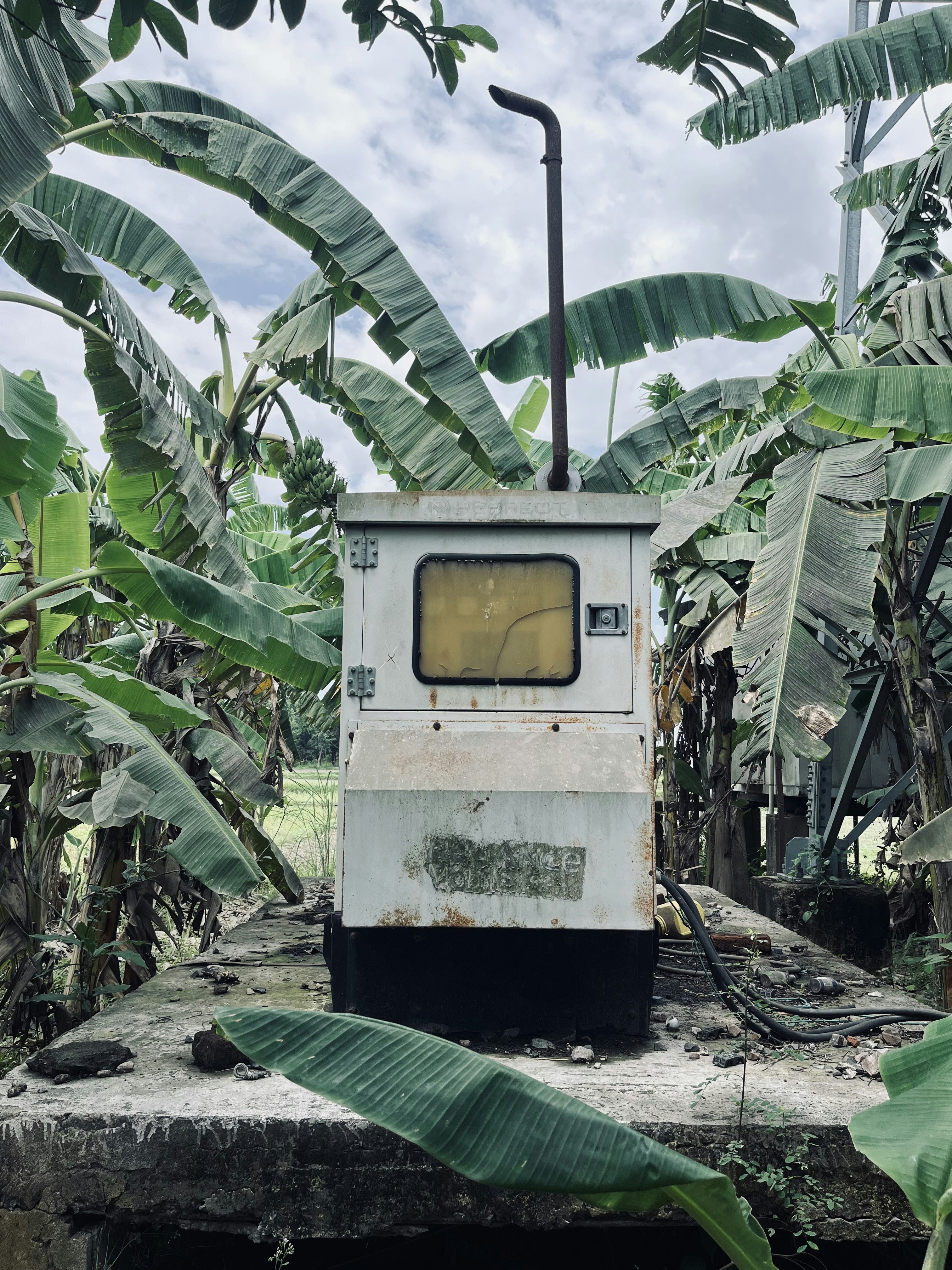 Kotak listrik tua yang dikelilingi oleh pohon pisang