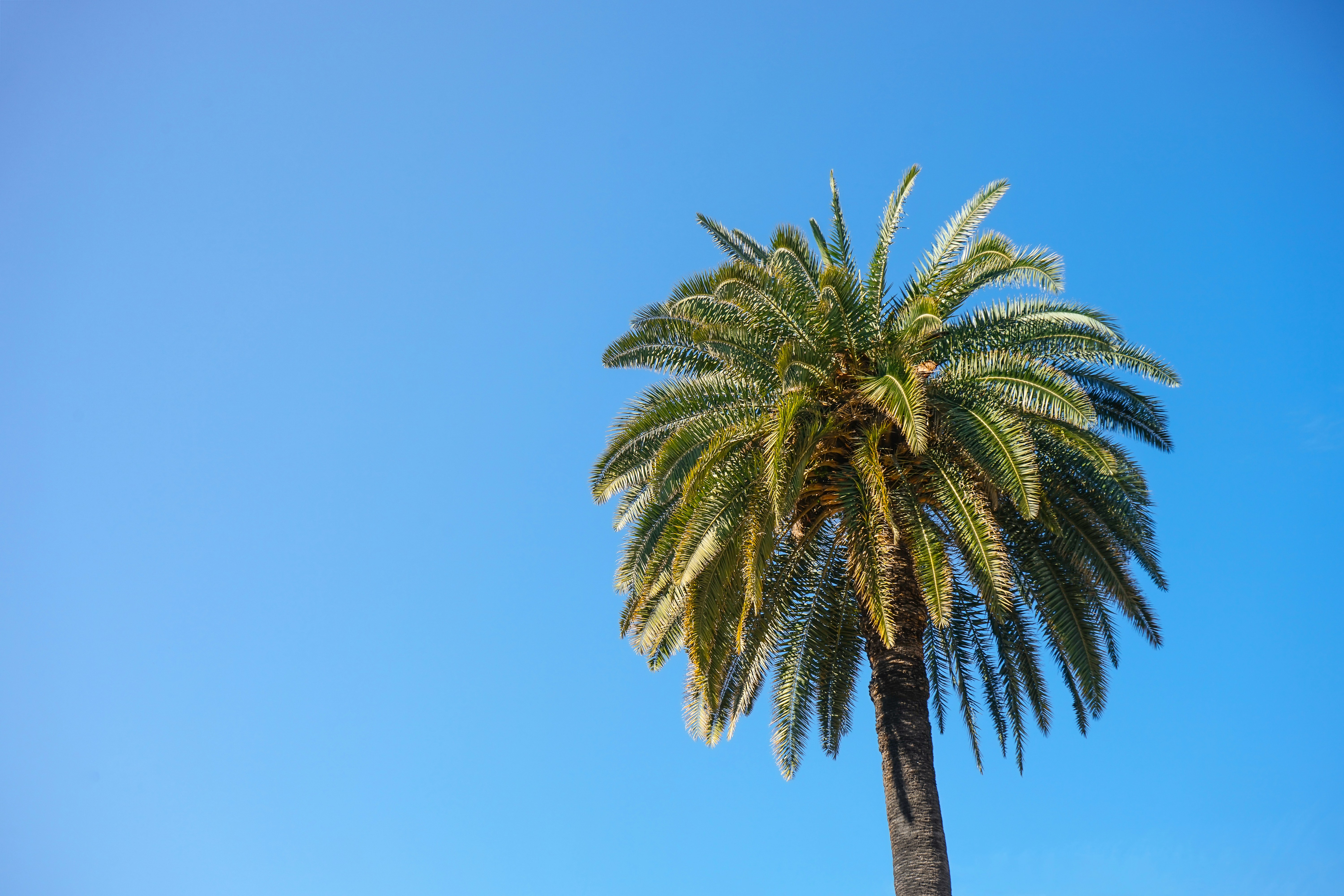 A lone palm tree against a clear blue sky.