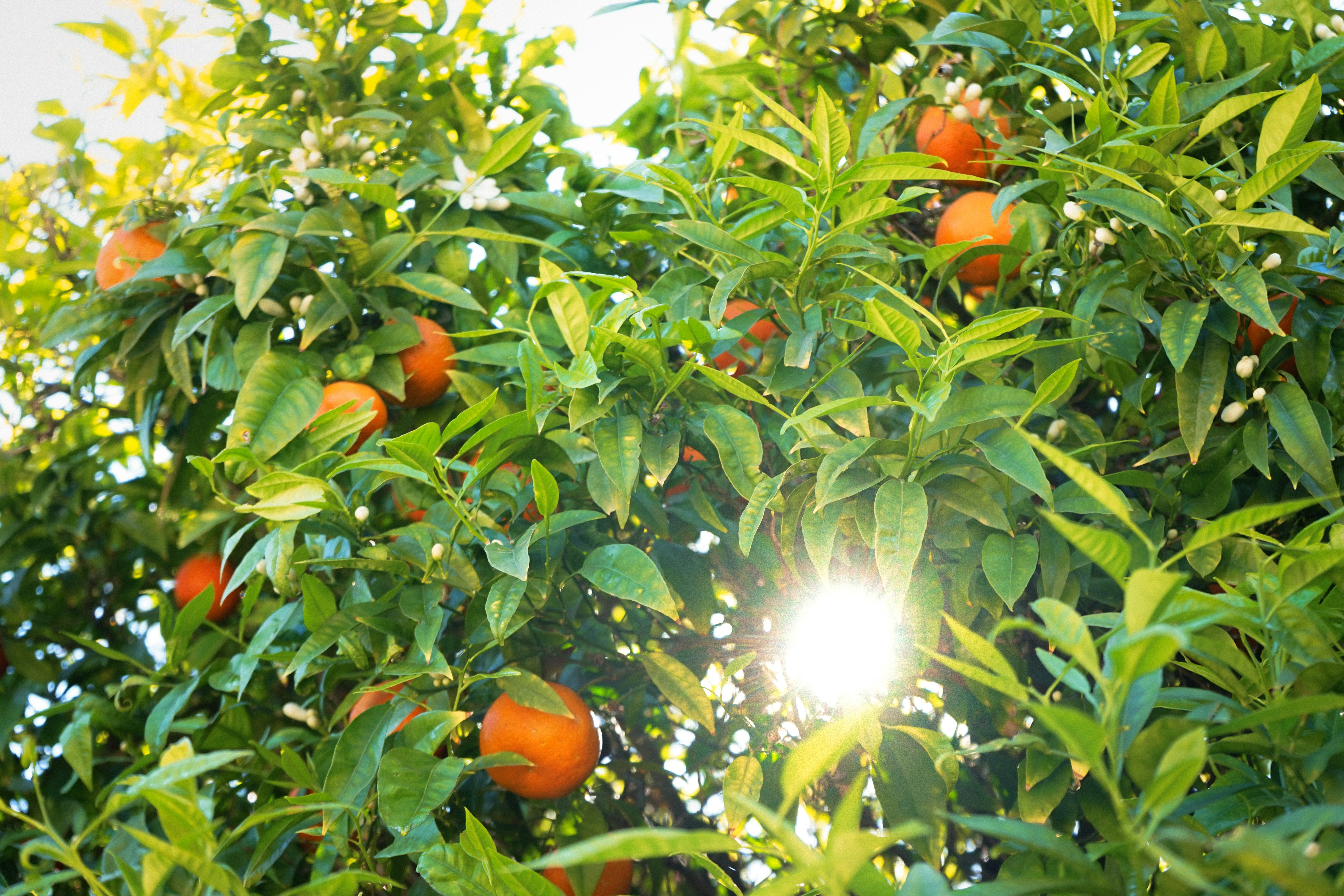 Sunlight shines through an orange tree with ripe fruit.