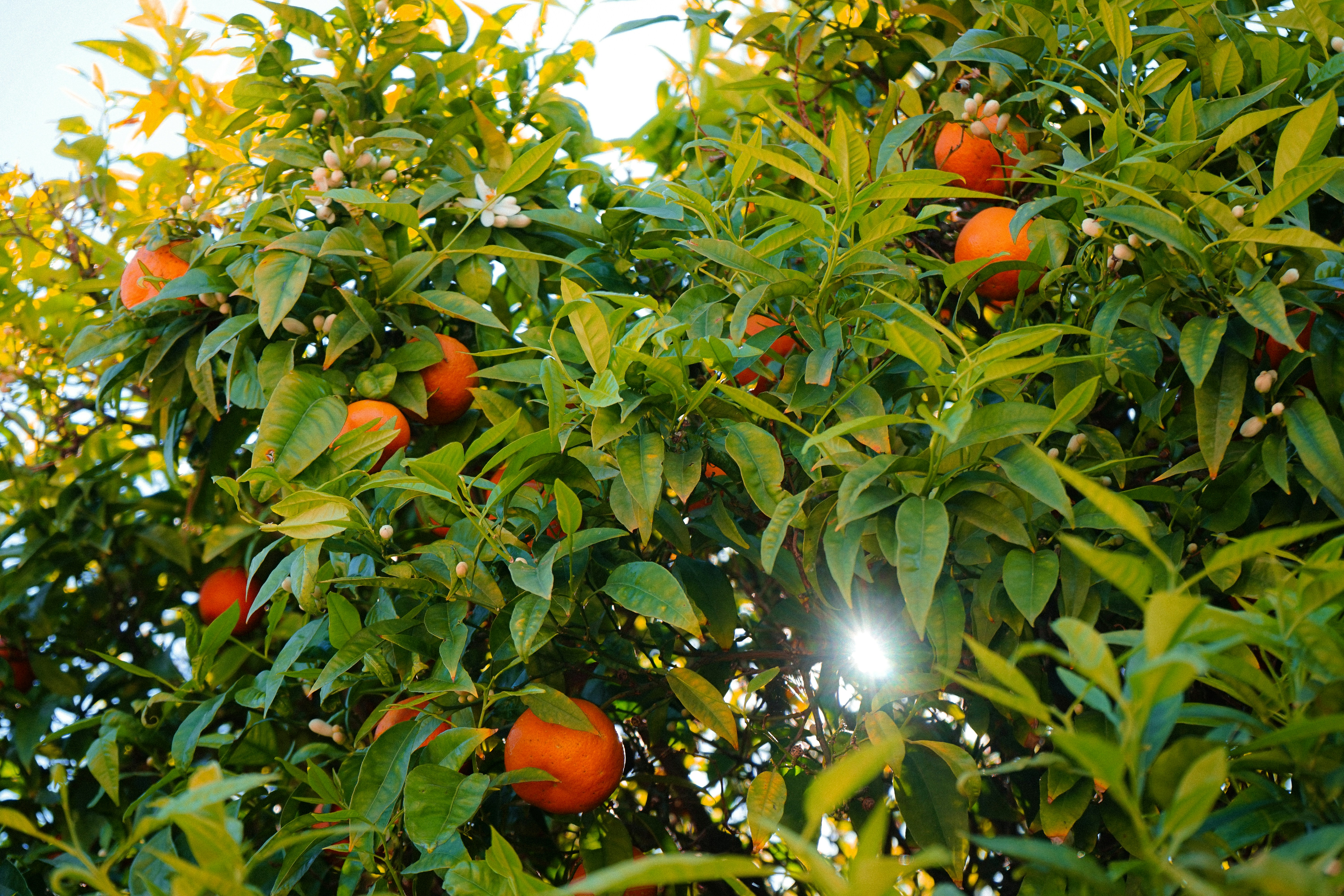 Arance che crescono su un albero con la luce del sole che filtra attraverso le foglie.