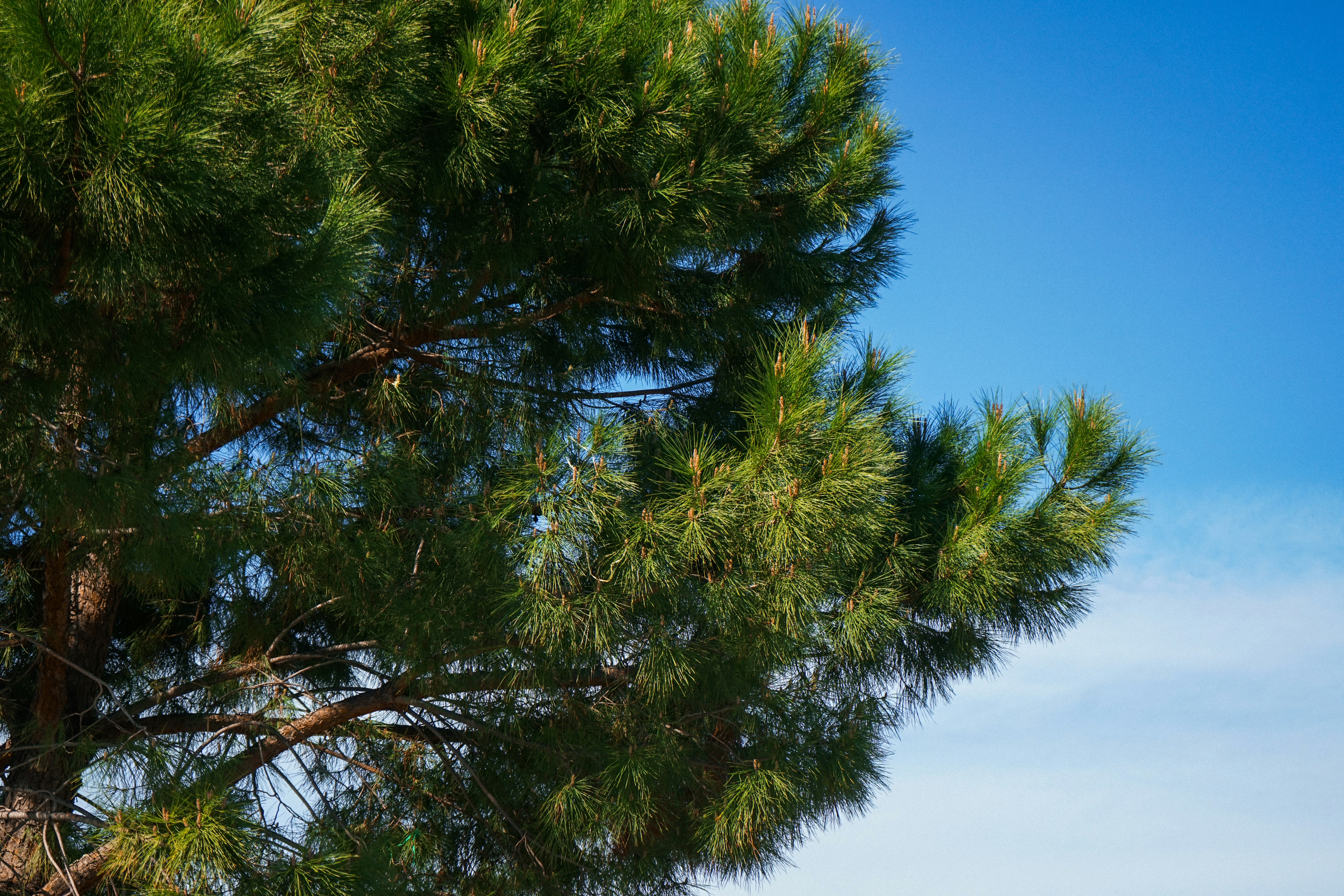 Pine tree branches against a bright blue sky