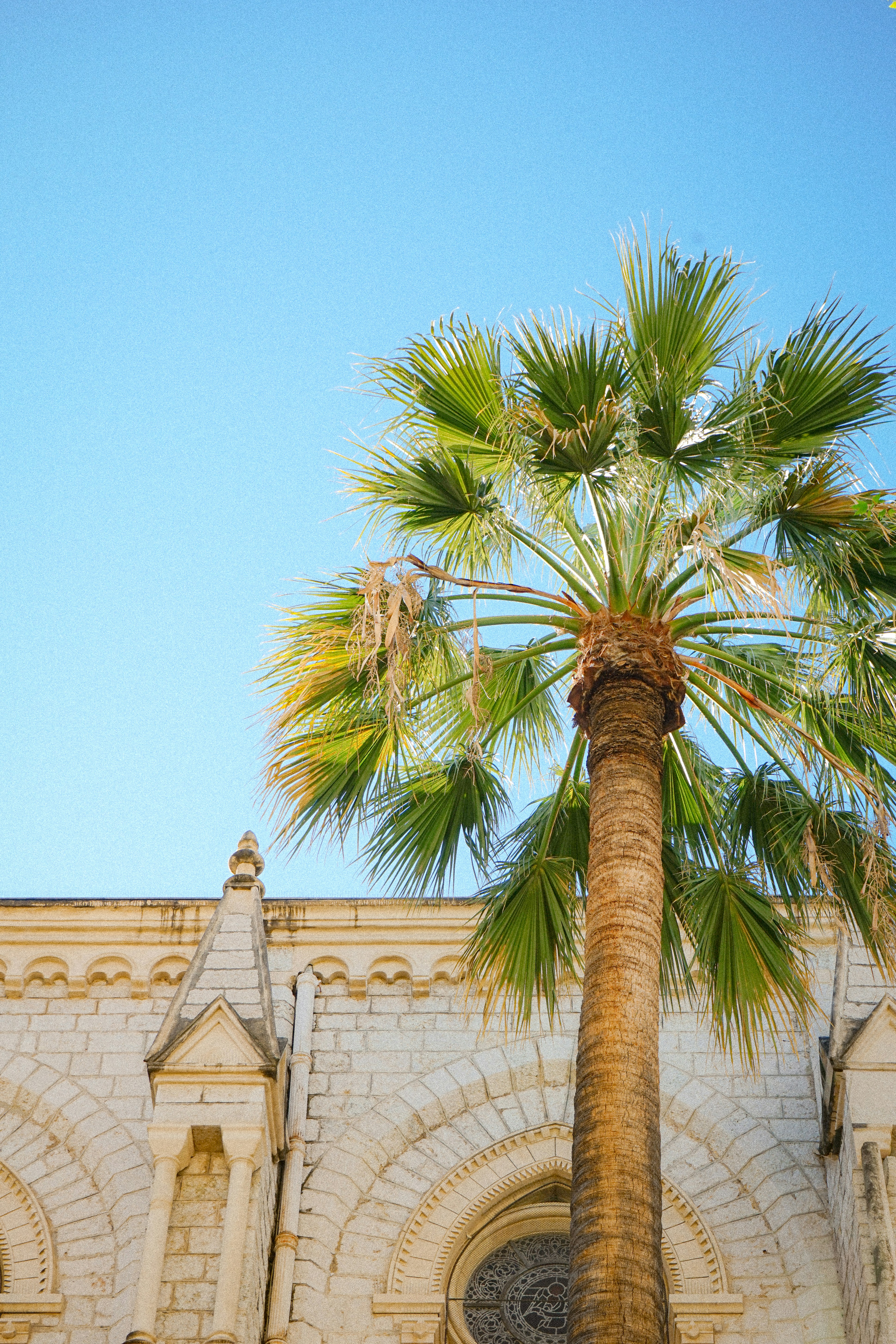 Palm tree in front of a white stone building.