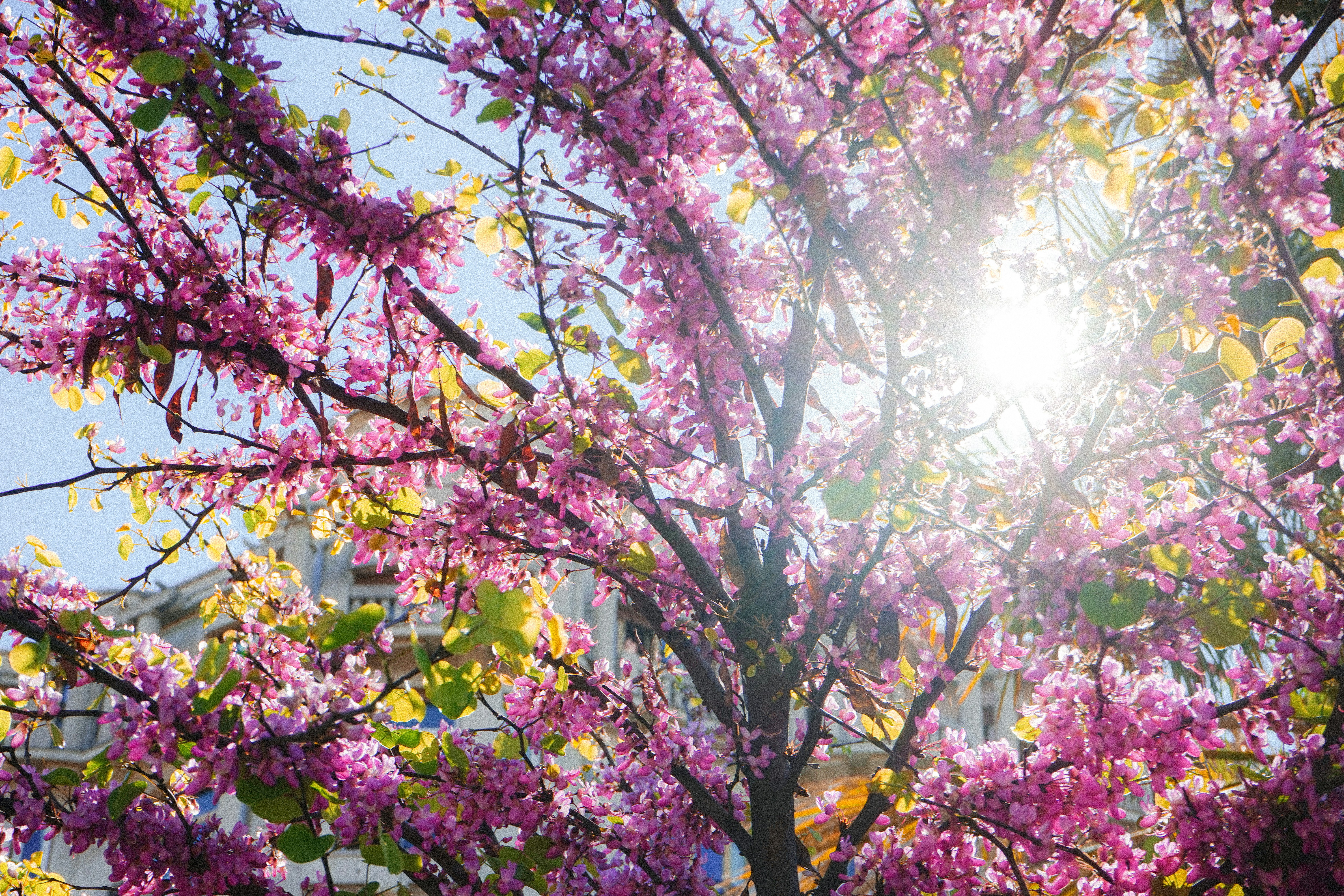 Sunlight shines through blooming pink tree branches.