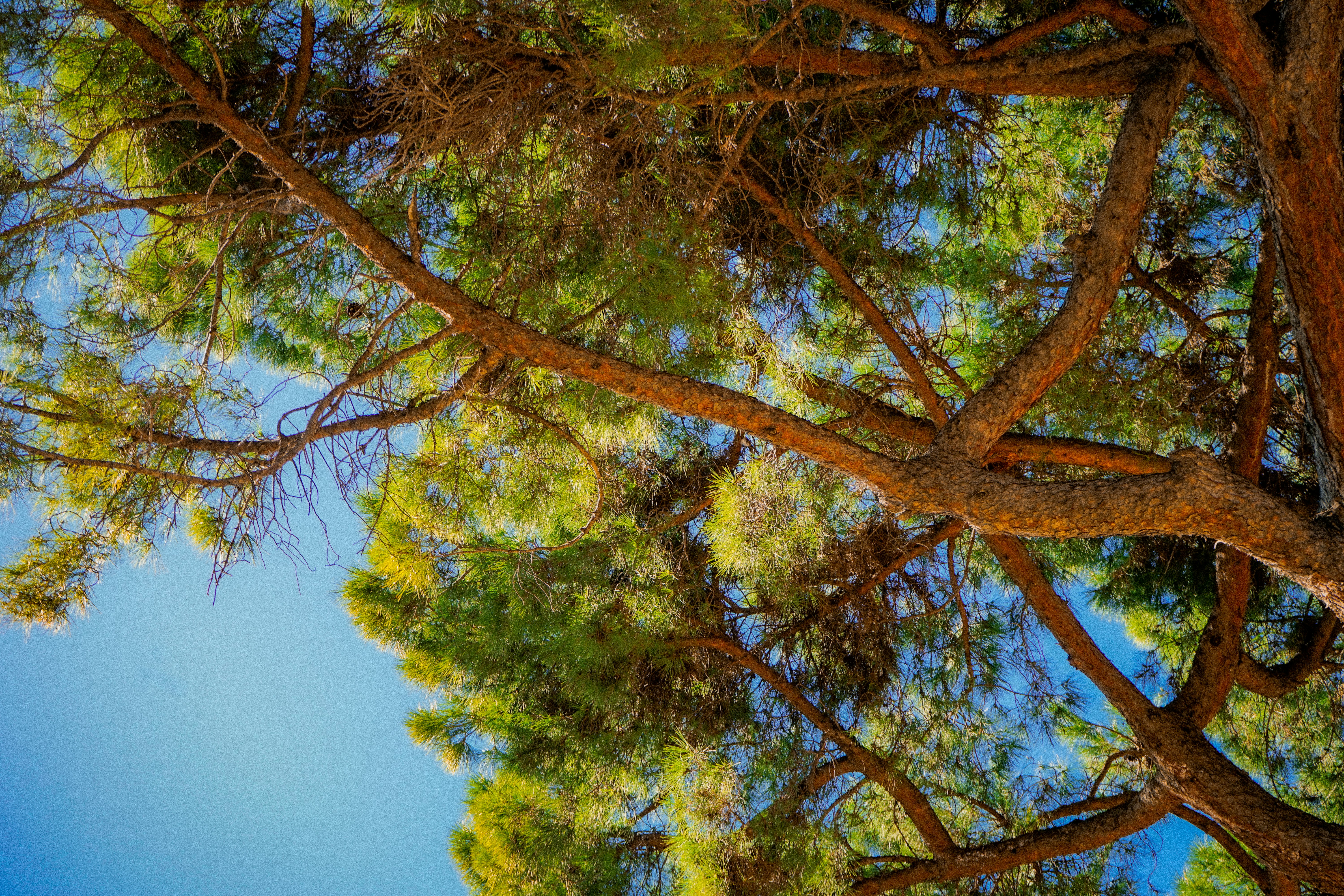 Looking up through pine tree branches towards blue sky
