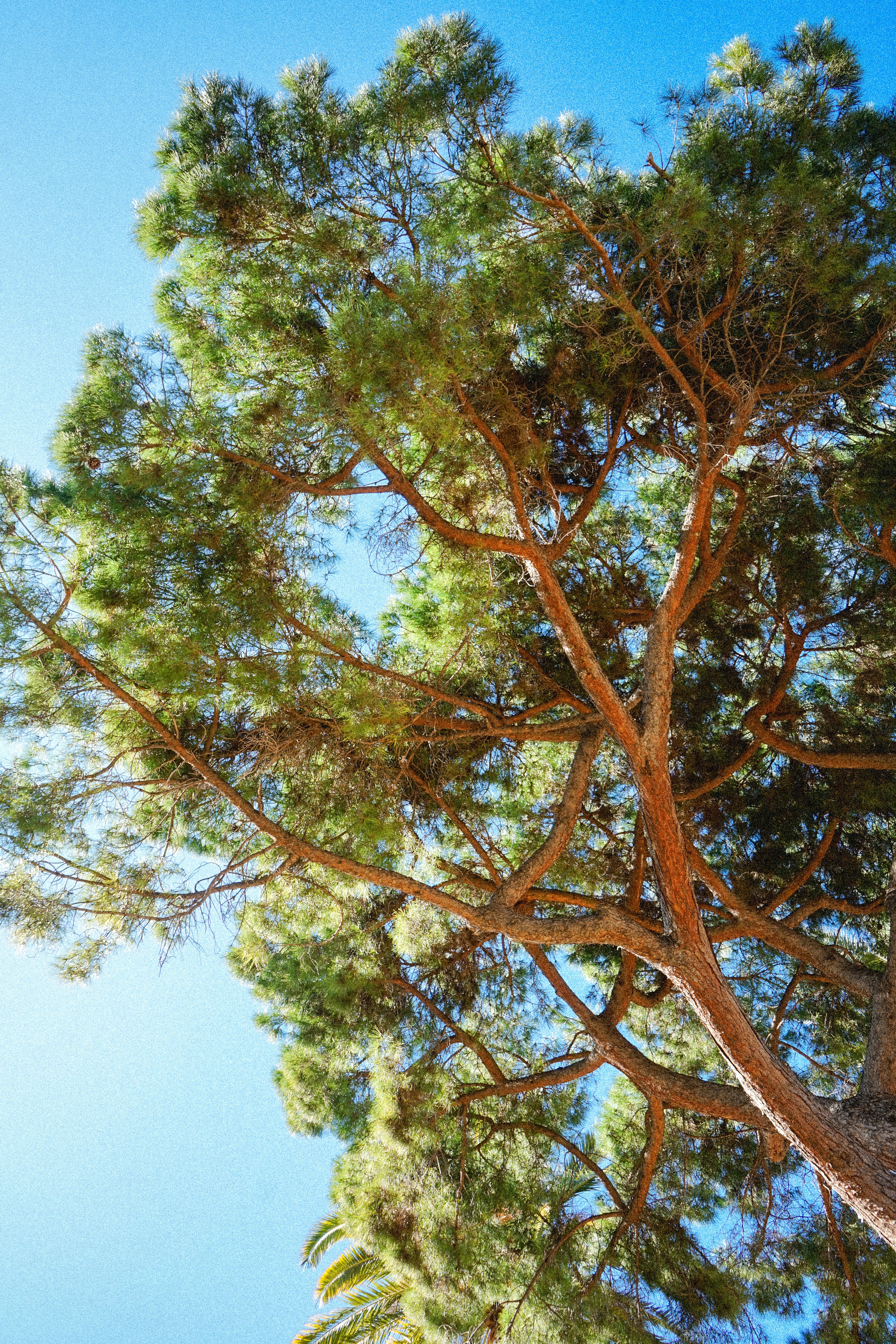 Tall pine tree branches against a bright blue sky