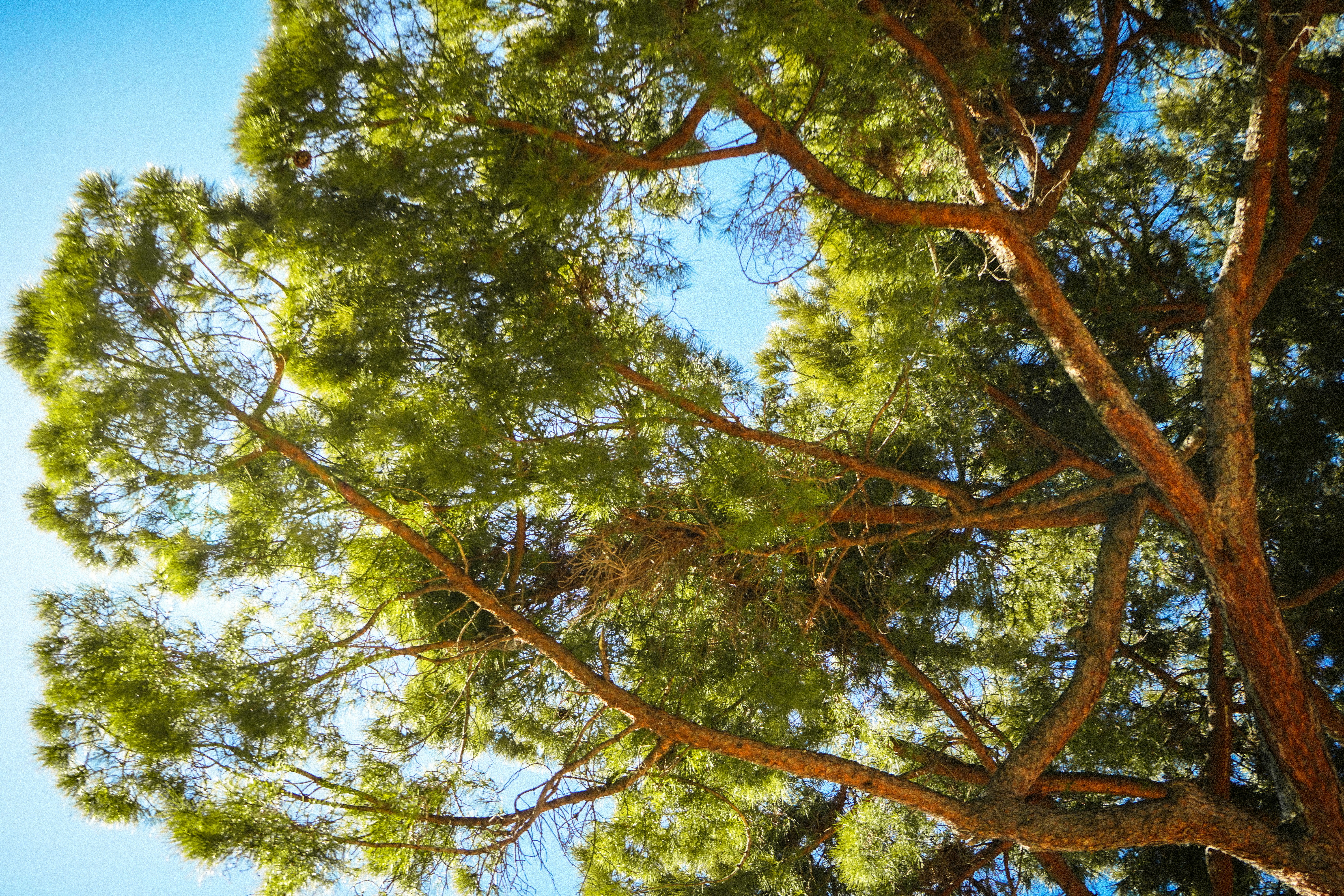 Looking up through green pine tree branches at blue sky