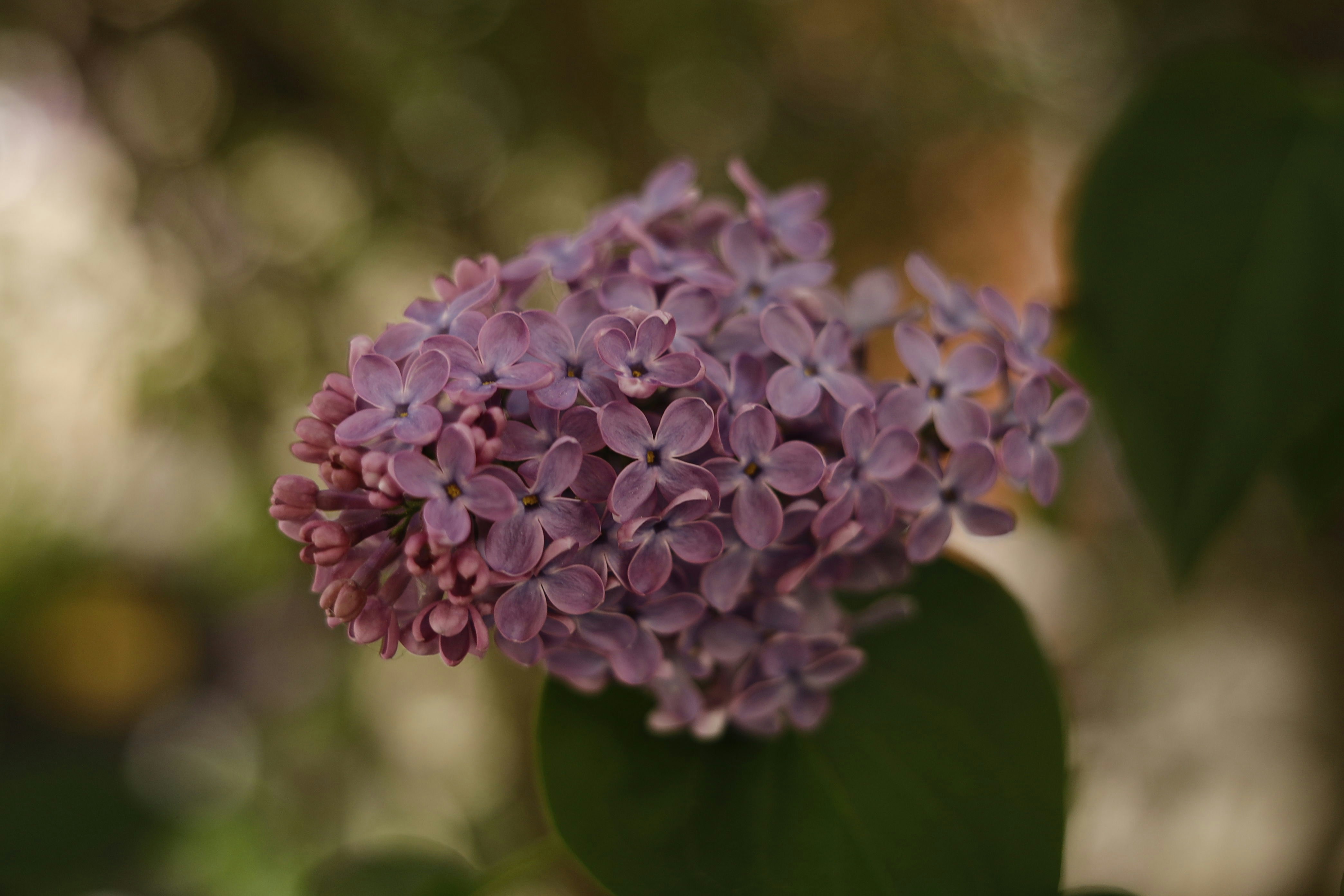 Ein Büschel kleiner lila Blüten mit grünen Blättern.