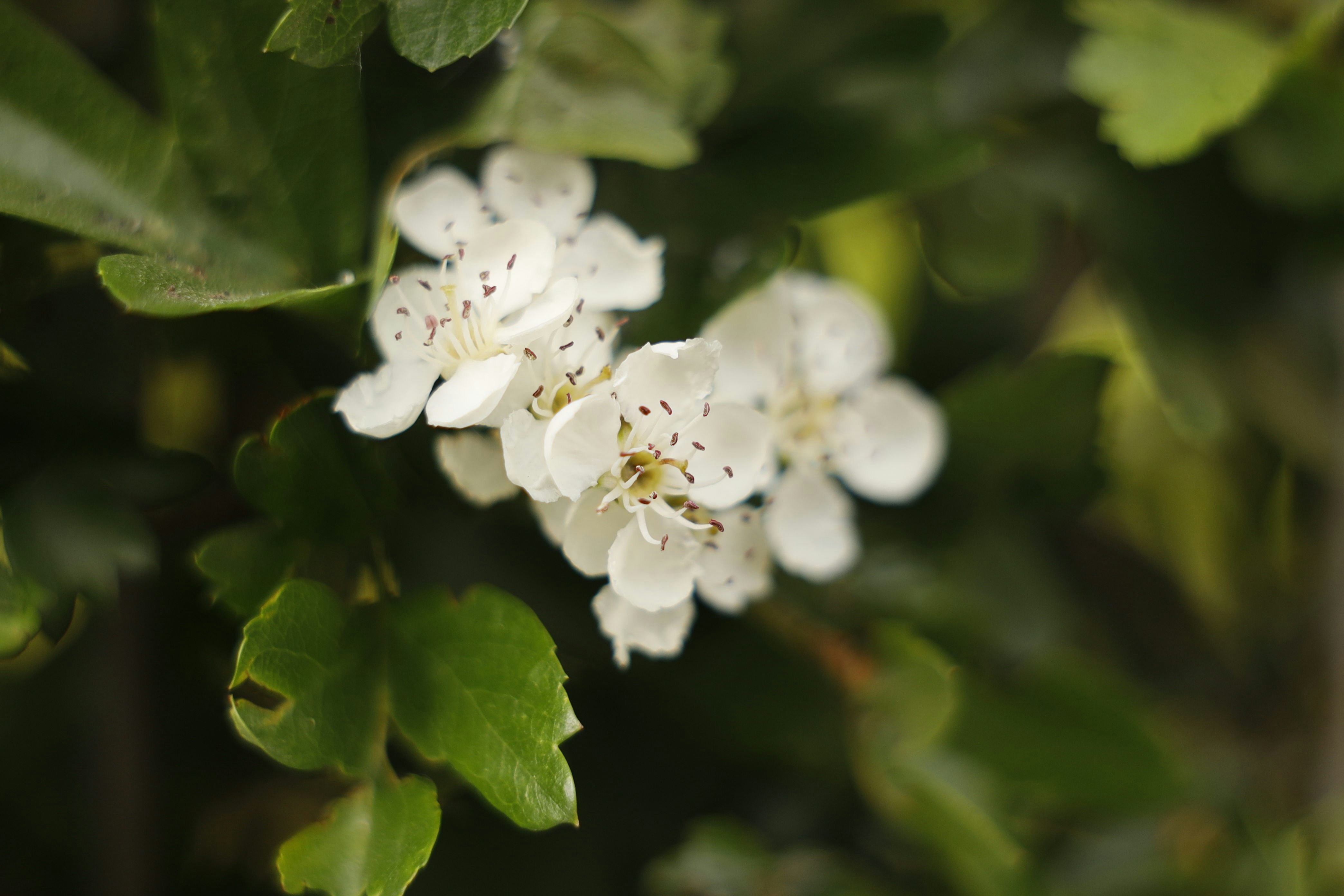 Zarte weiße Weißdornblüten, umgeben von grünen Blättern.