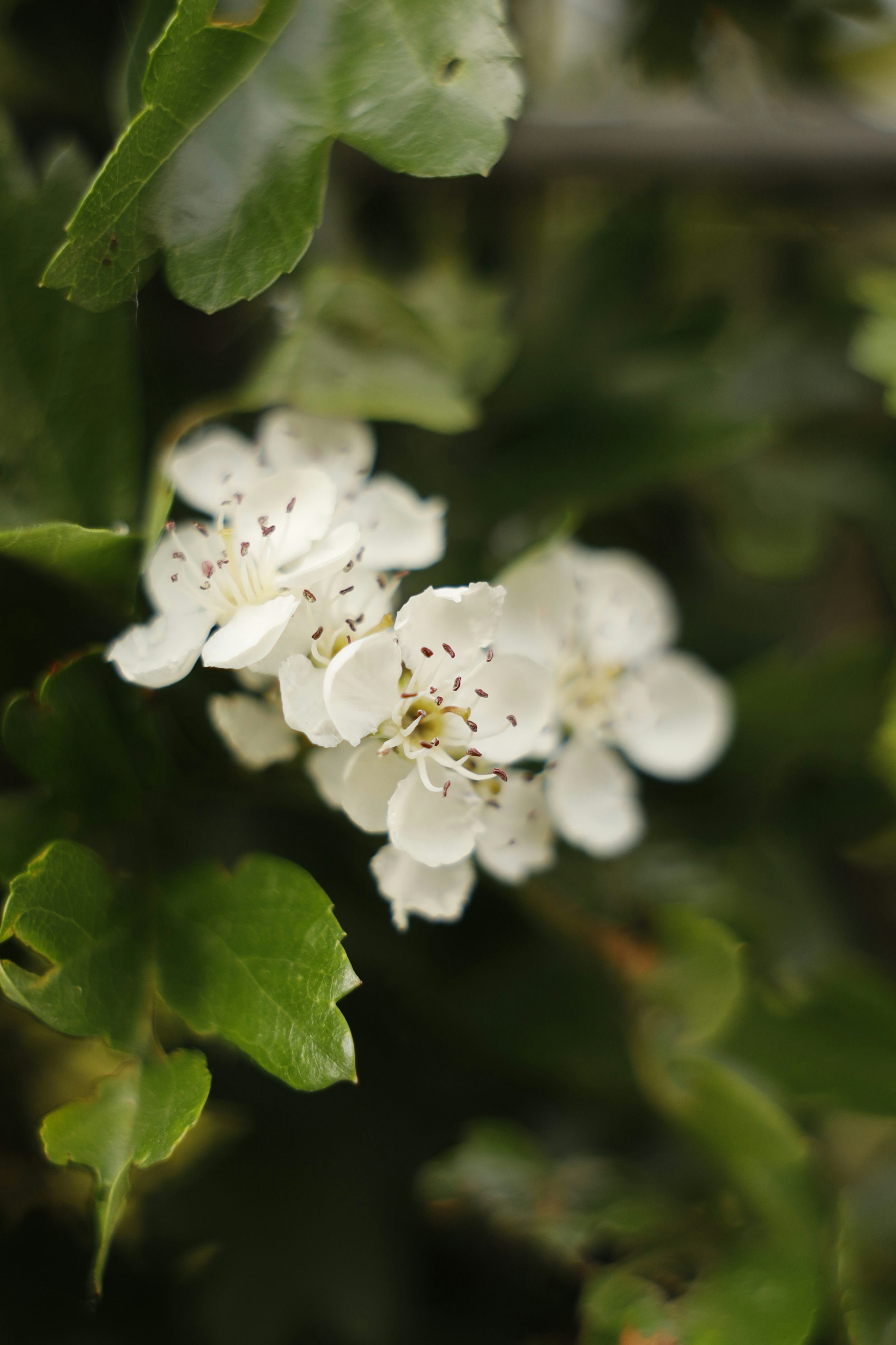 Zarte weiße Weißdornblüten, umgeben von grünen Blättern.