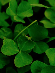 A small green grasshopper sits on a clover leaf.