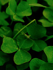 A small green grasshopper sits on a clover leaf.