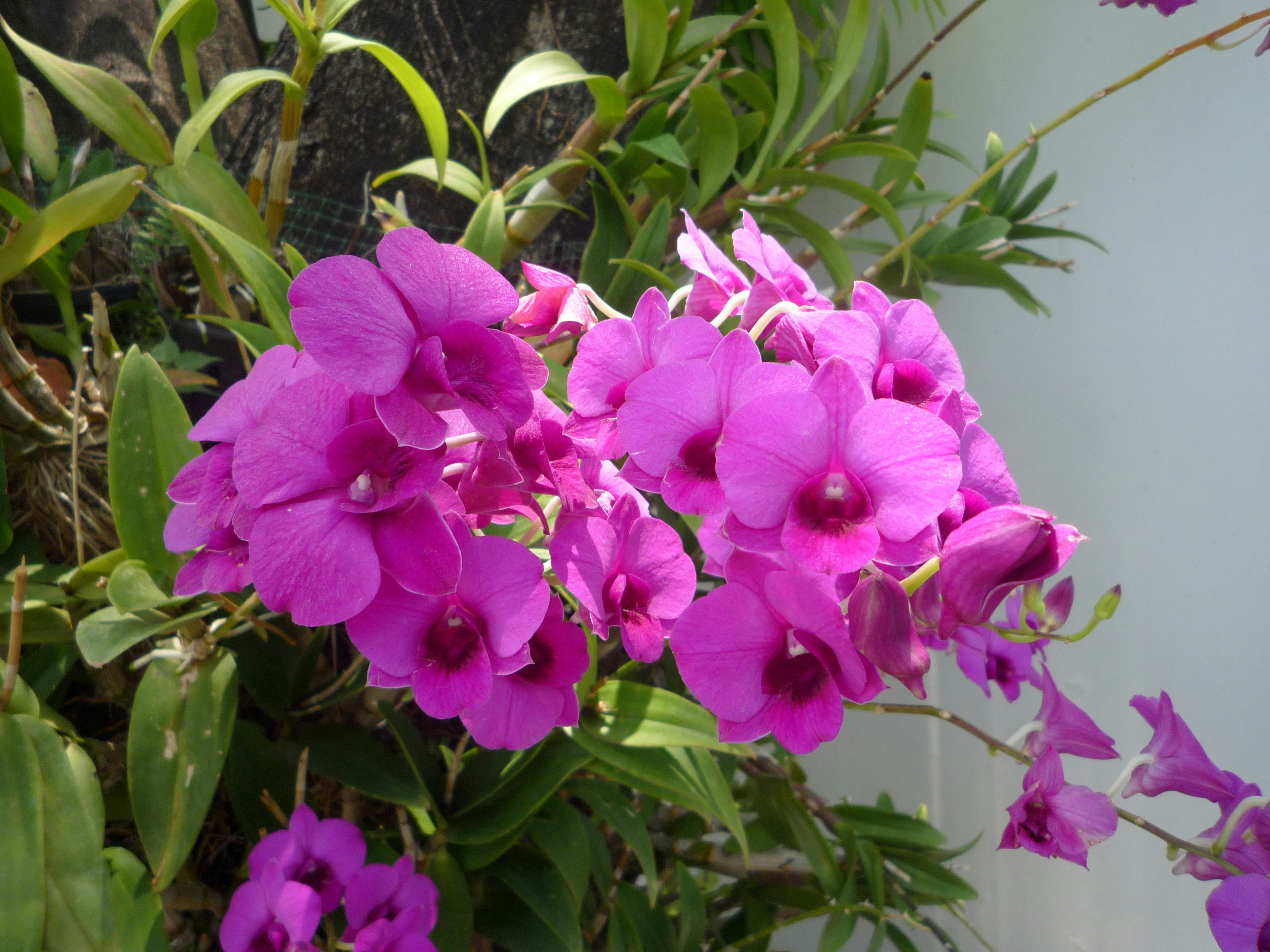 A cluster of vibrant purple orchids blooming on a plant.