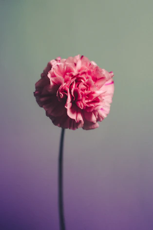 A single pink carnation flower against a gradient background
