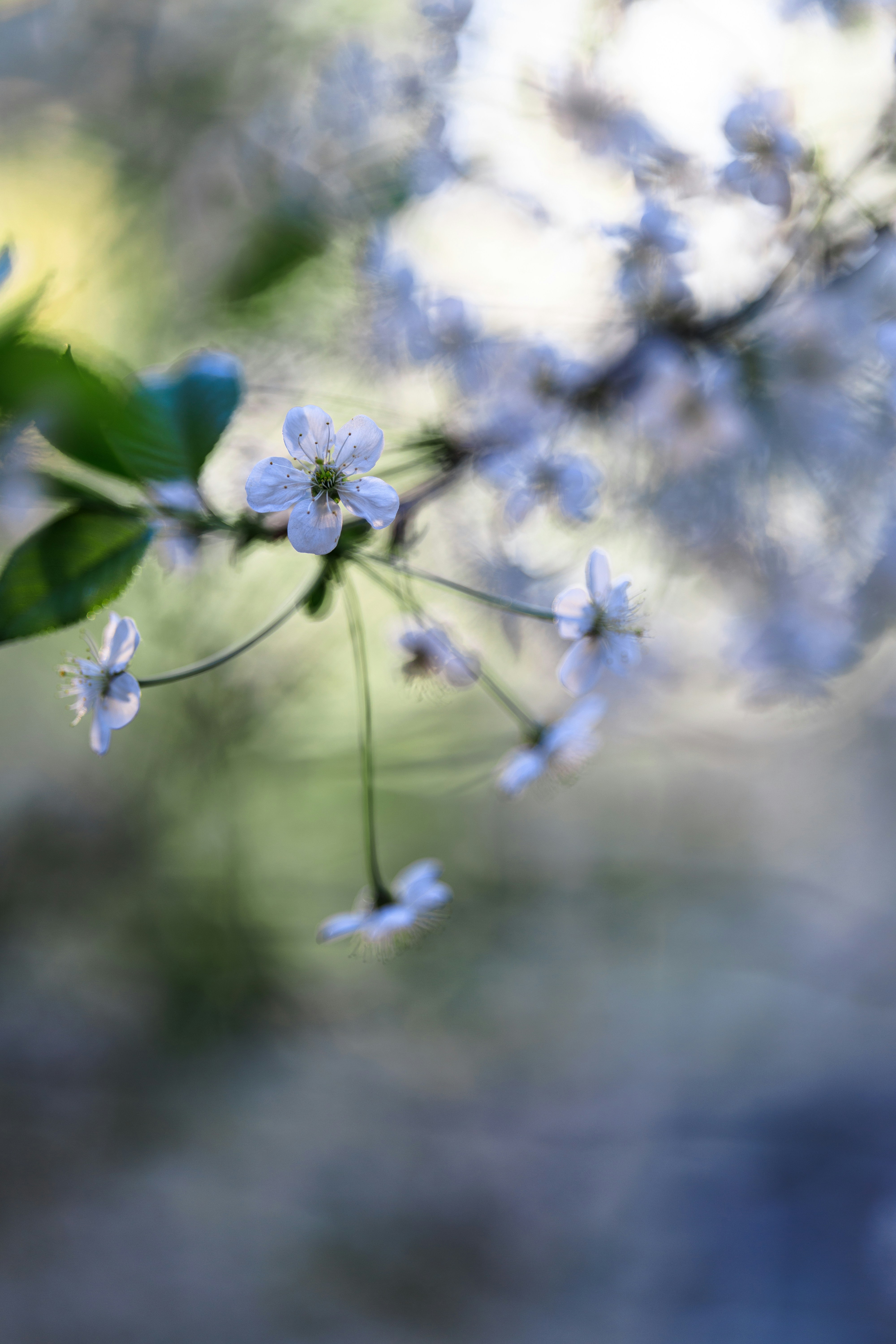 Photo by irrabagon