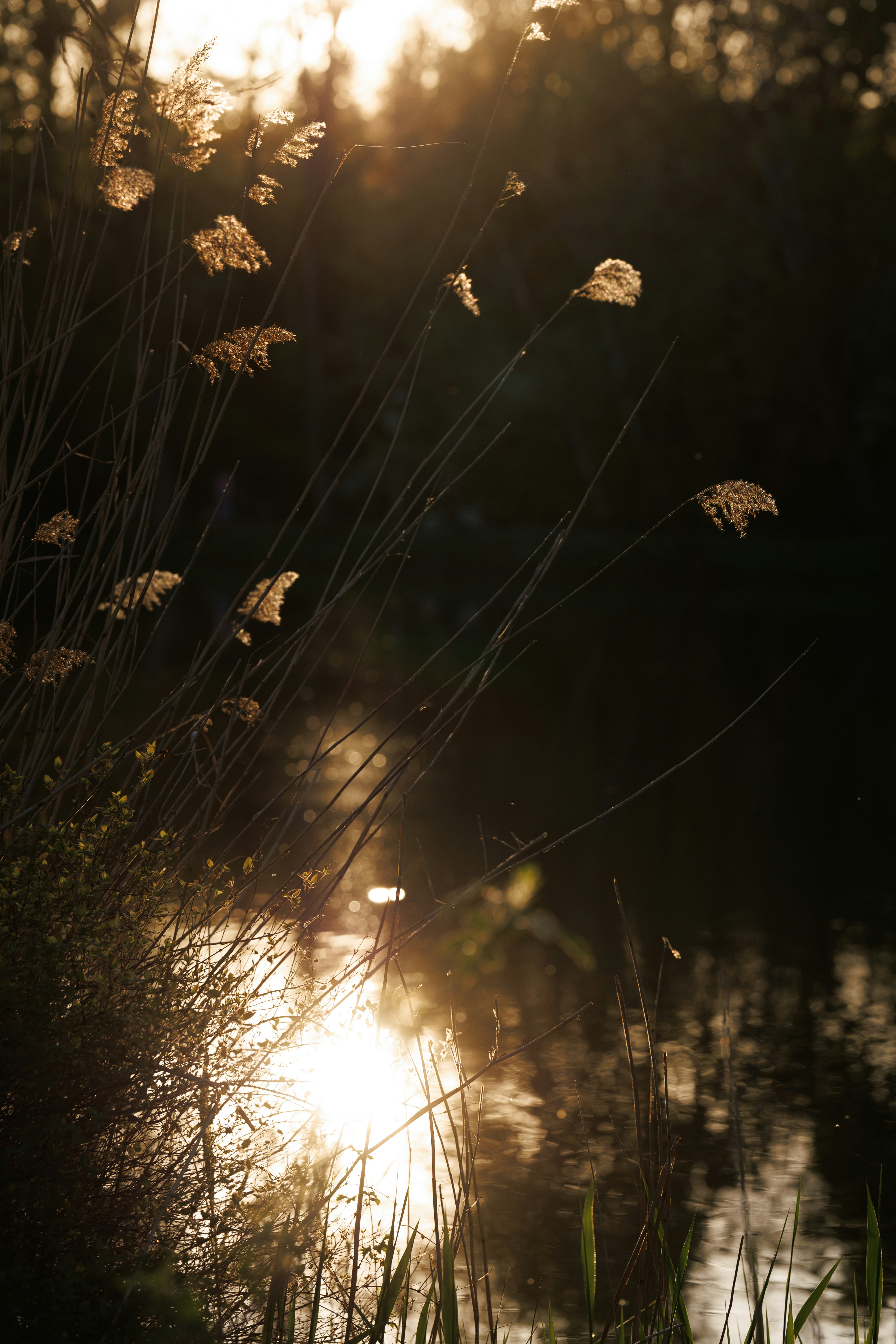 Photo by irrabagon