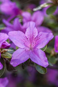 A close-up of a delicate purple flower with five petals.