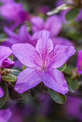 A close-up of a delicate purple flower with five petals.