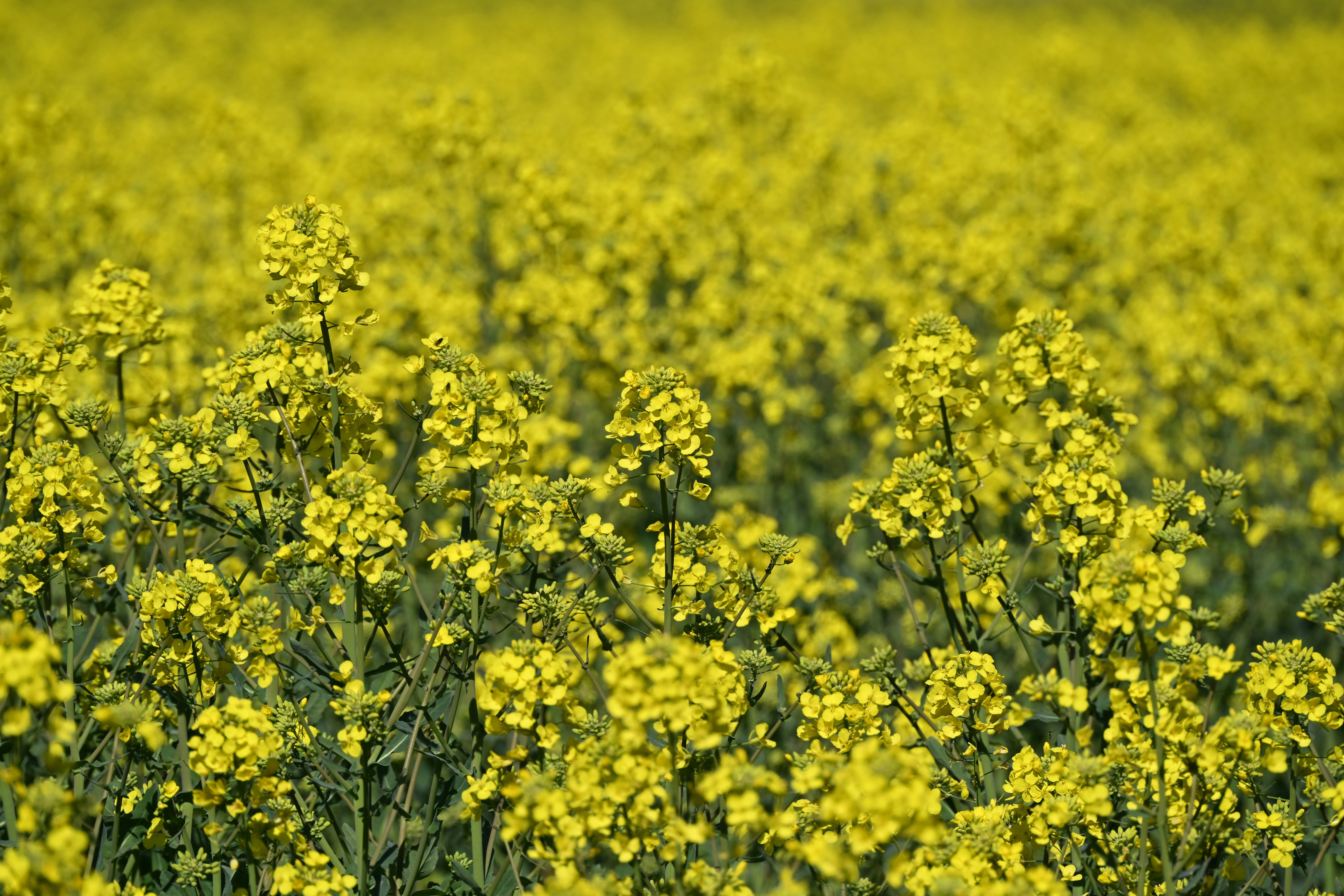 Field of bright yellow rapeseed flowers in bloom