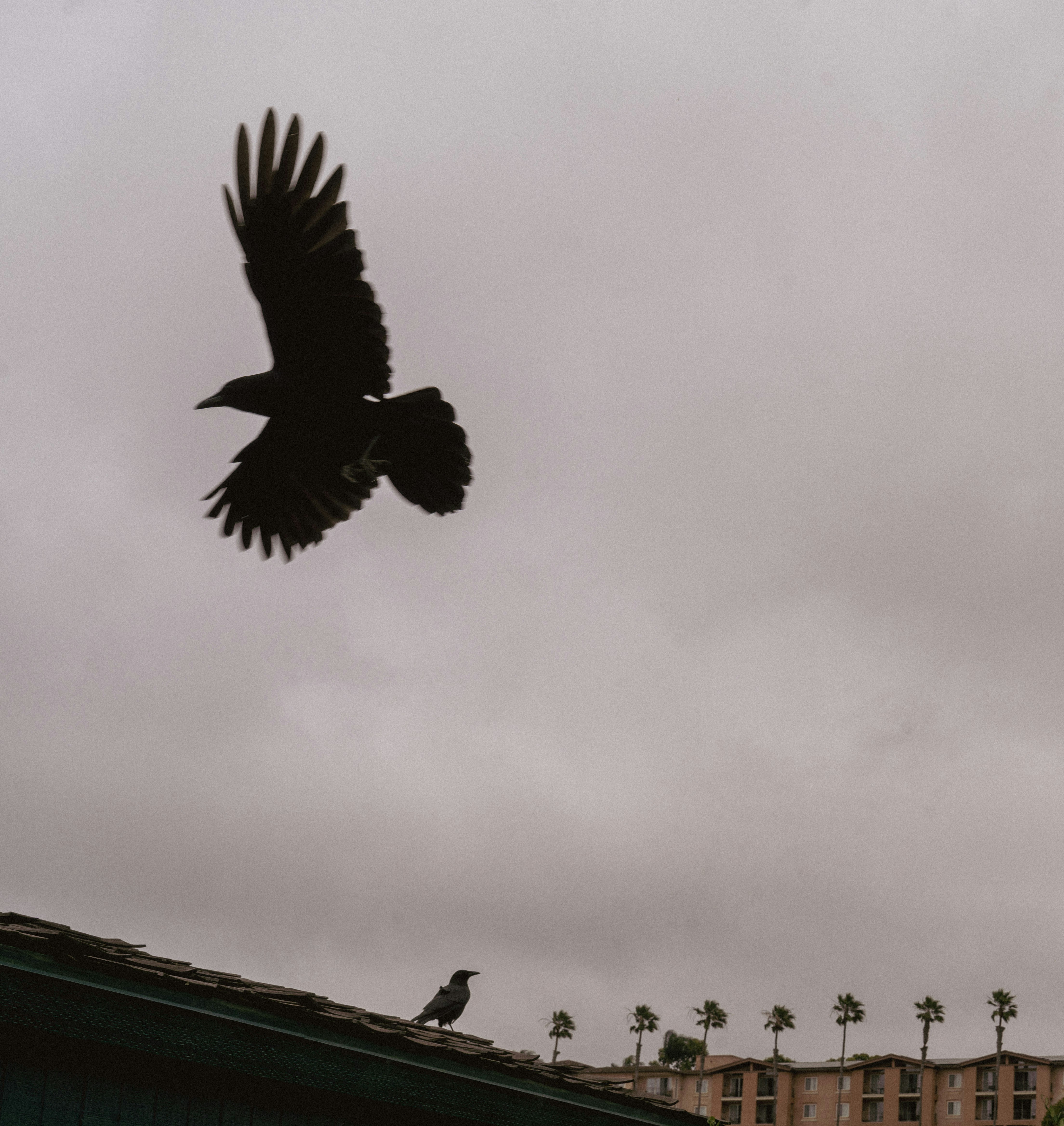 A crow flies over a rooftop with another crow.