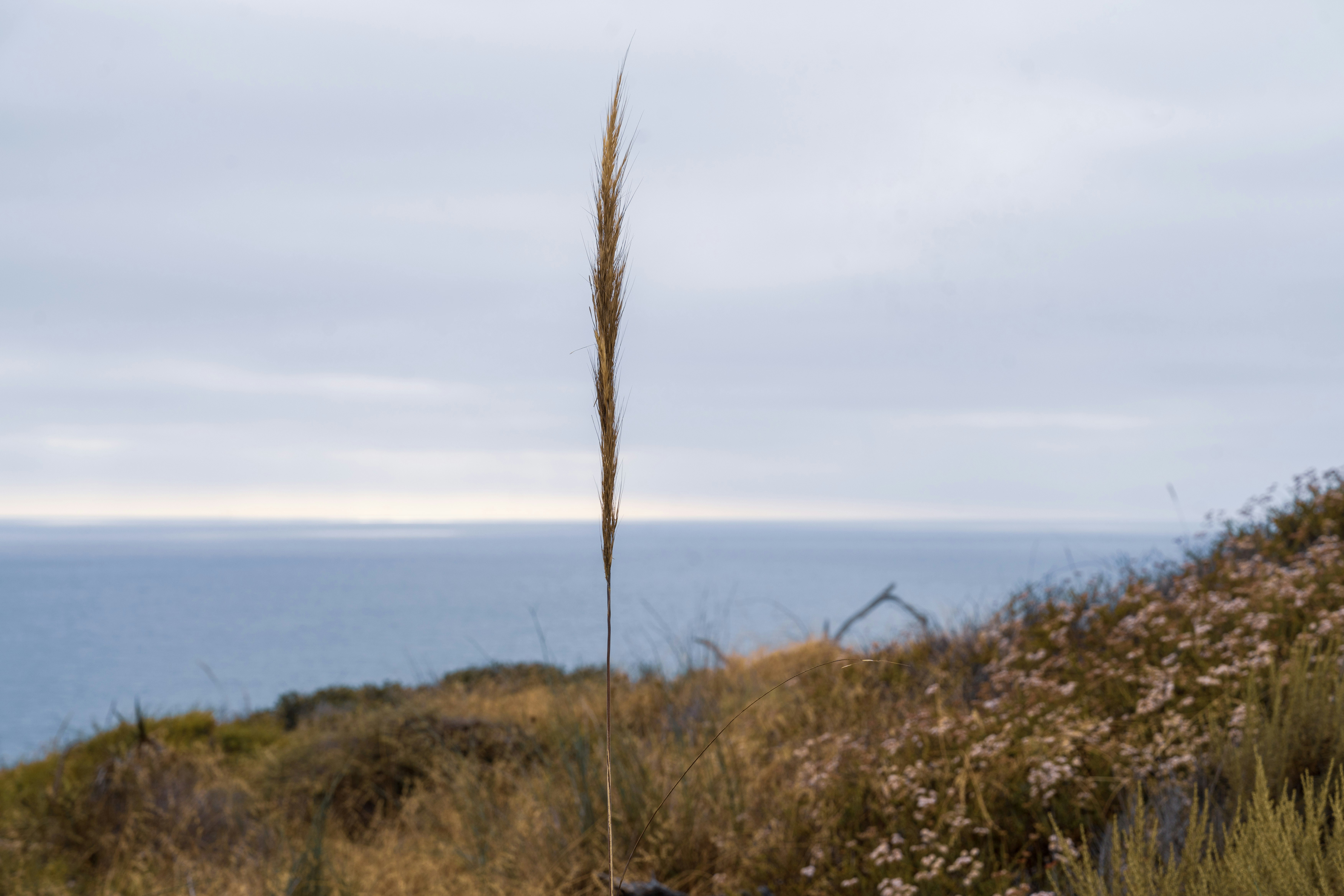 Tall grass stands against a cloudy ocean backdrop.