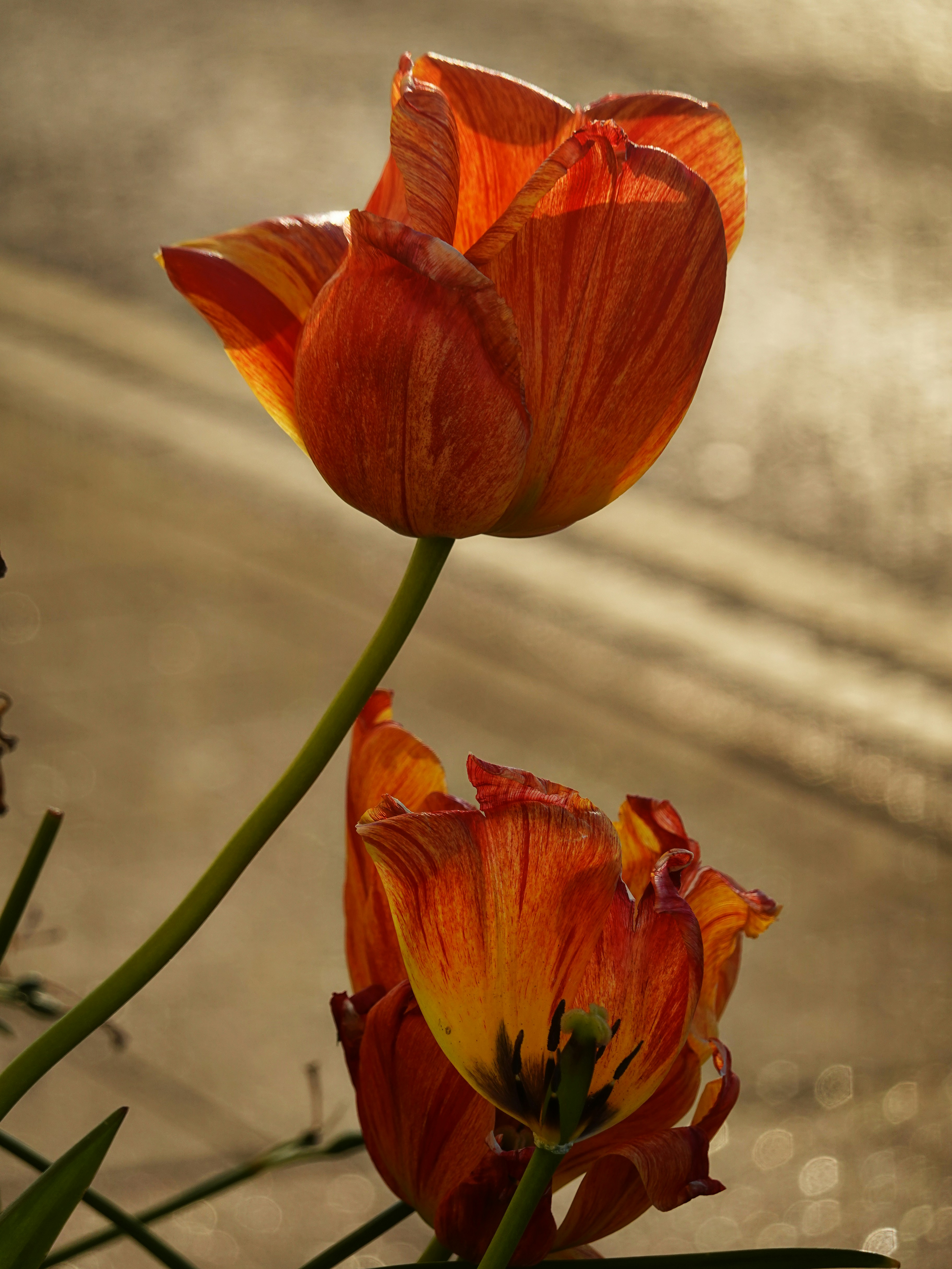 Photo by thecurlyone