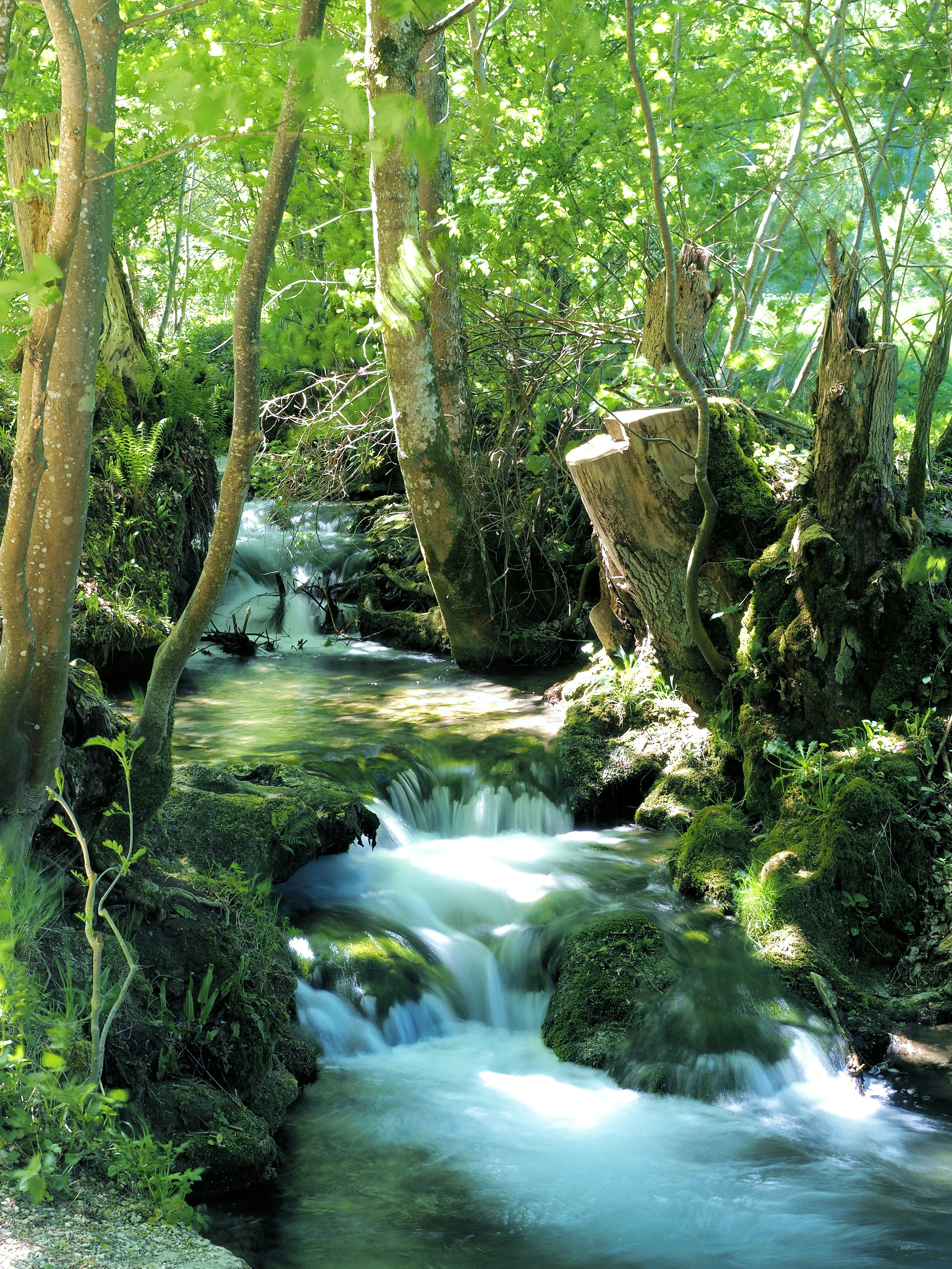 A clear stream flows through a lush green forest.