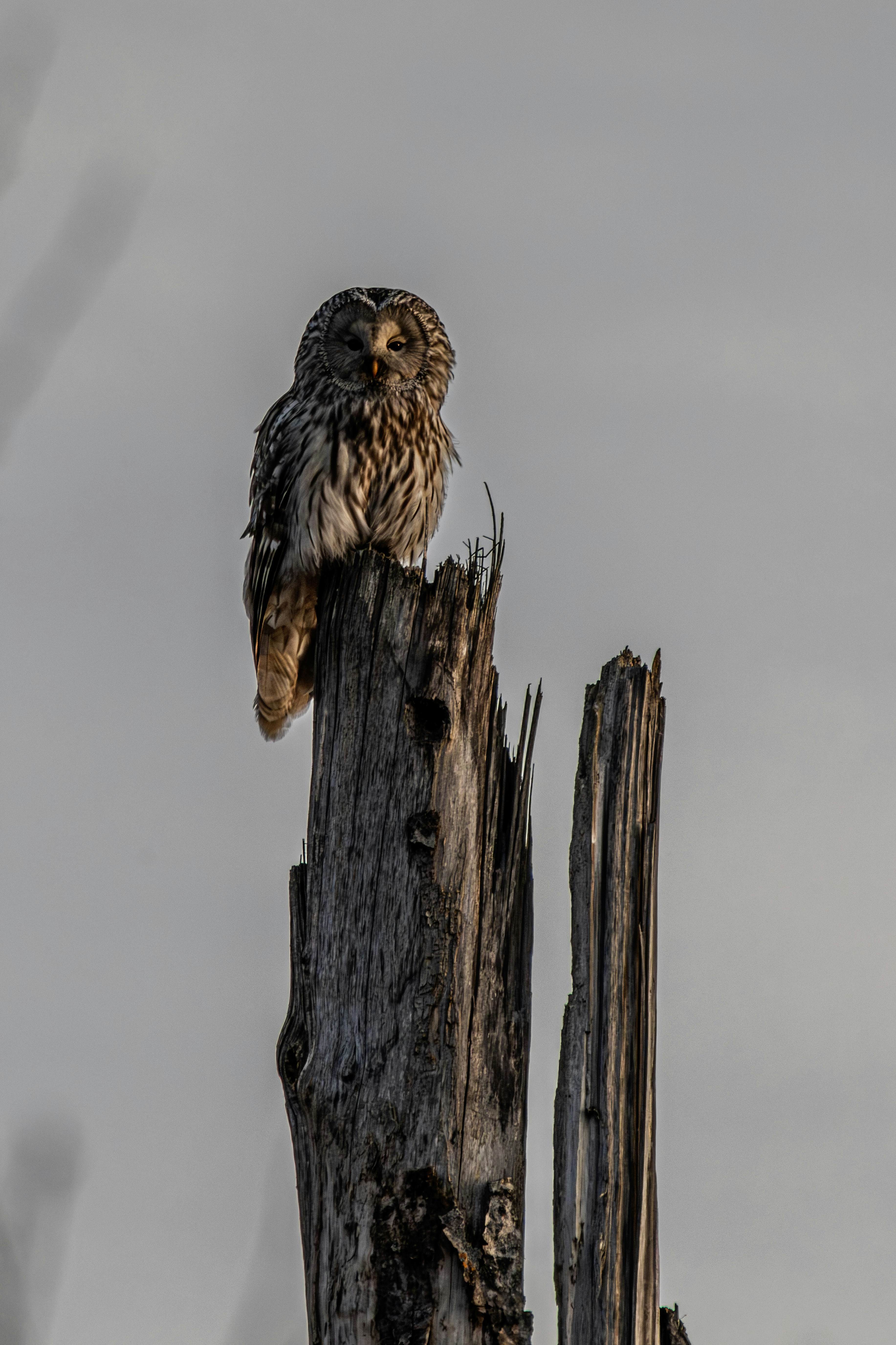 A tawny owl perched on a weathered wooden post.