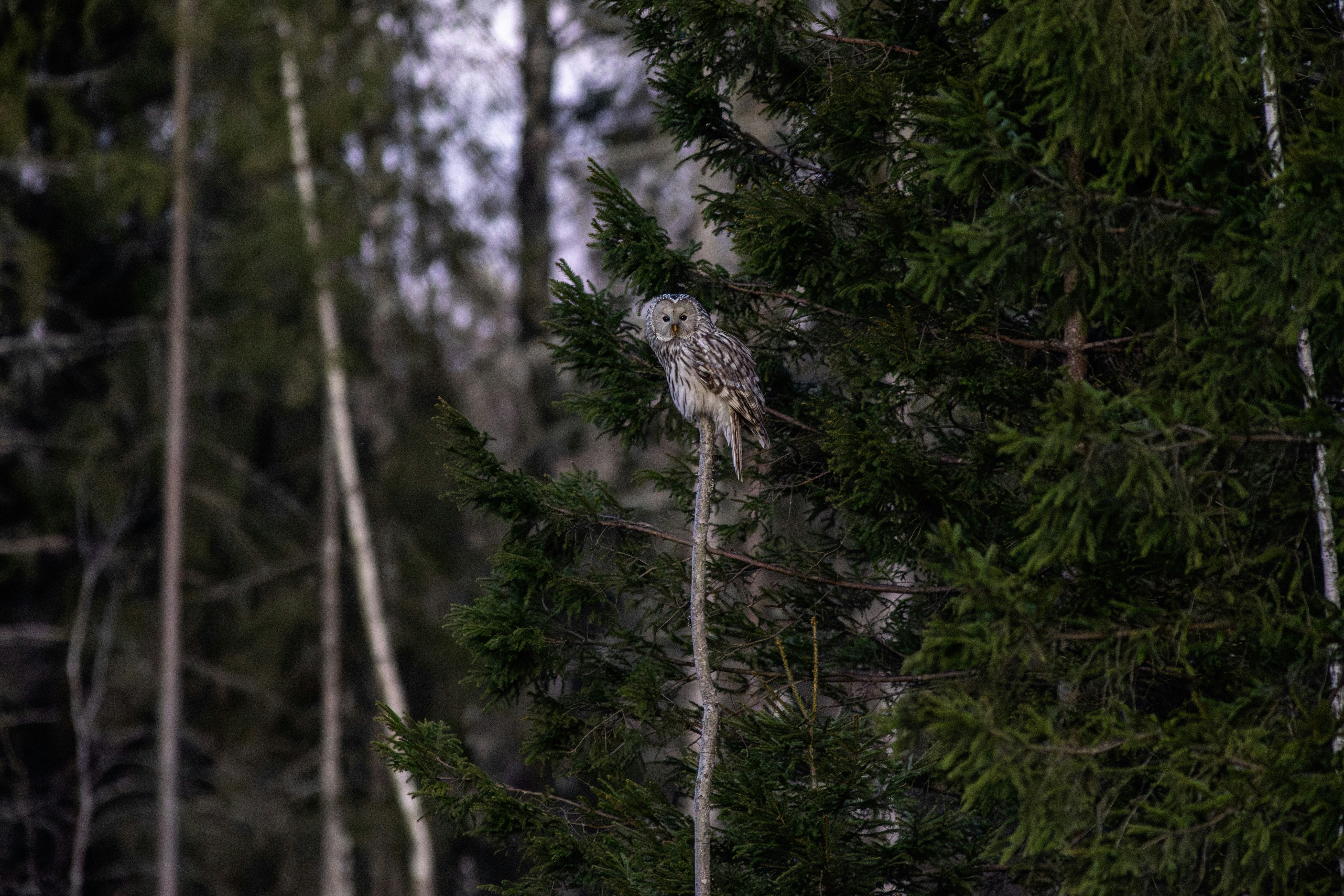 An owl sits perched on a branch in a forest.