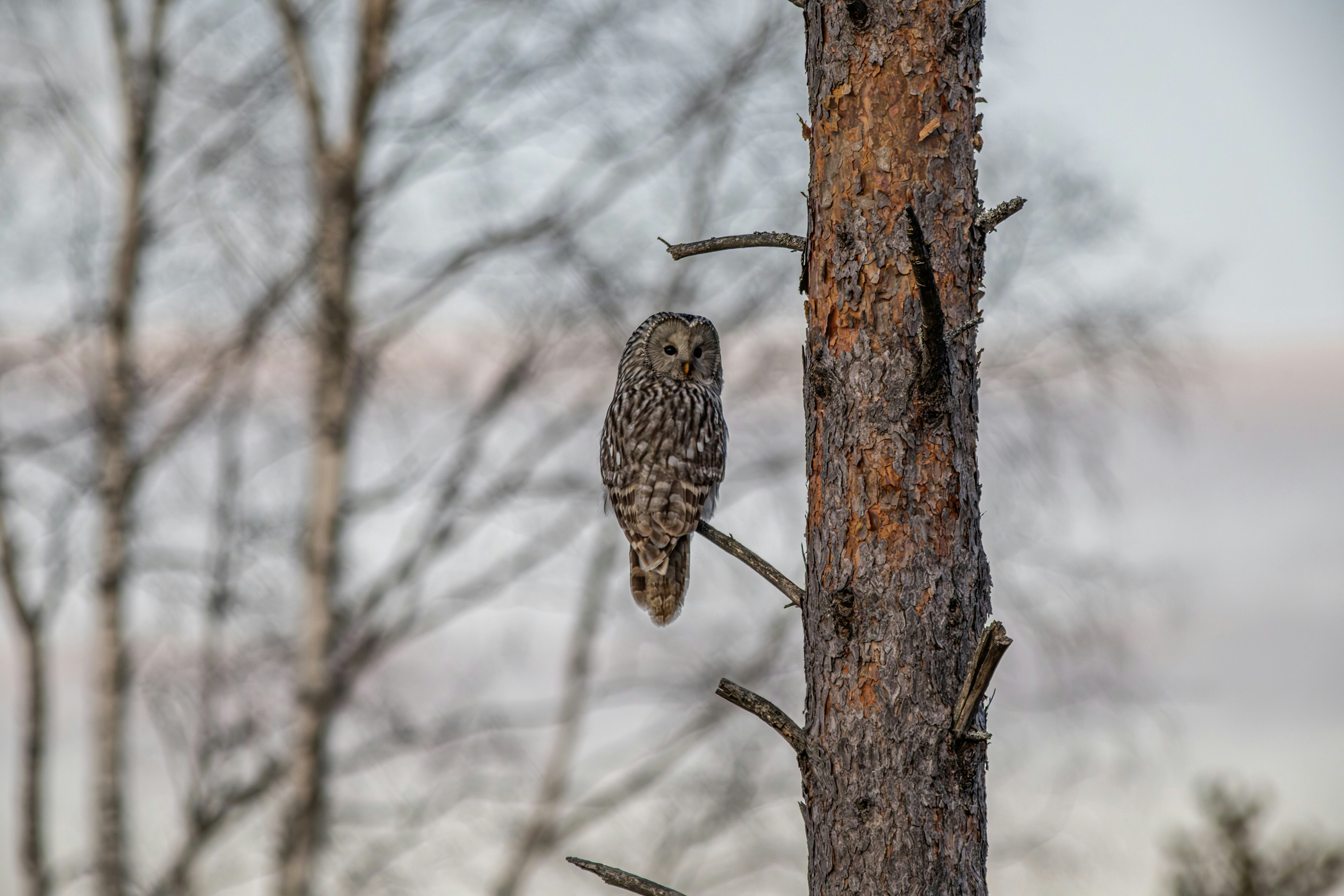 A great grey owl perched on a tree branch.