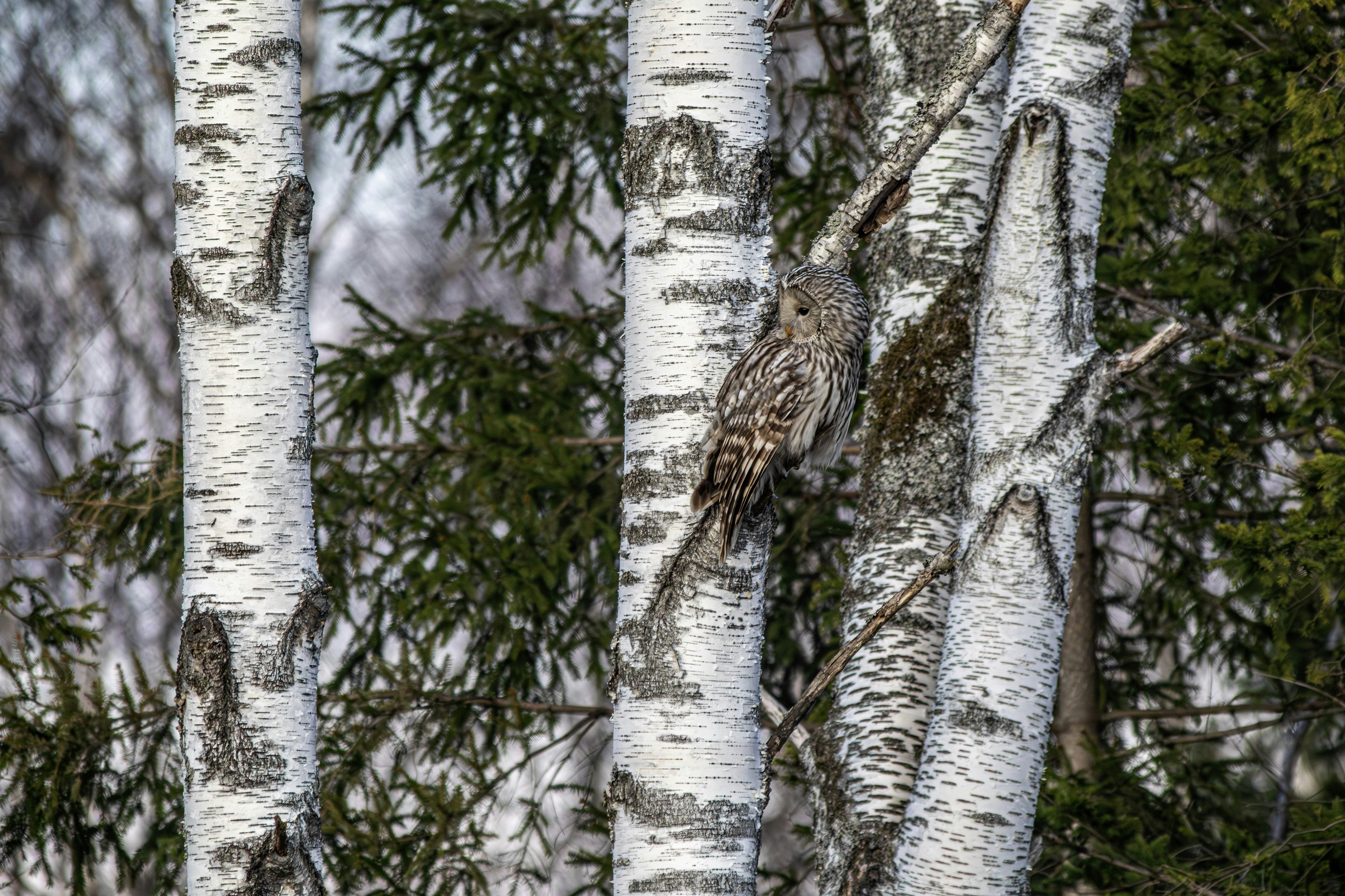 A grey owl perched on a birch tree branch.
