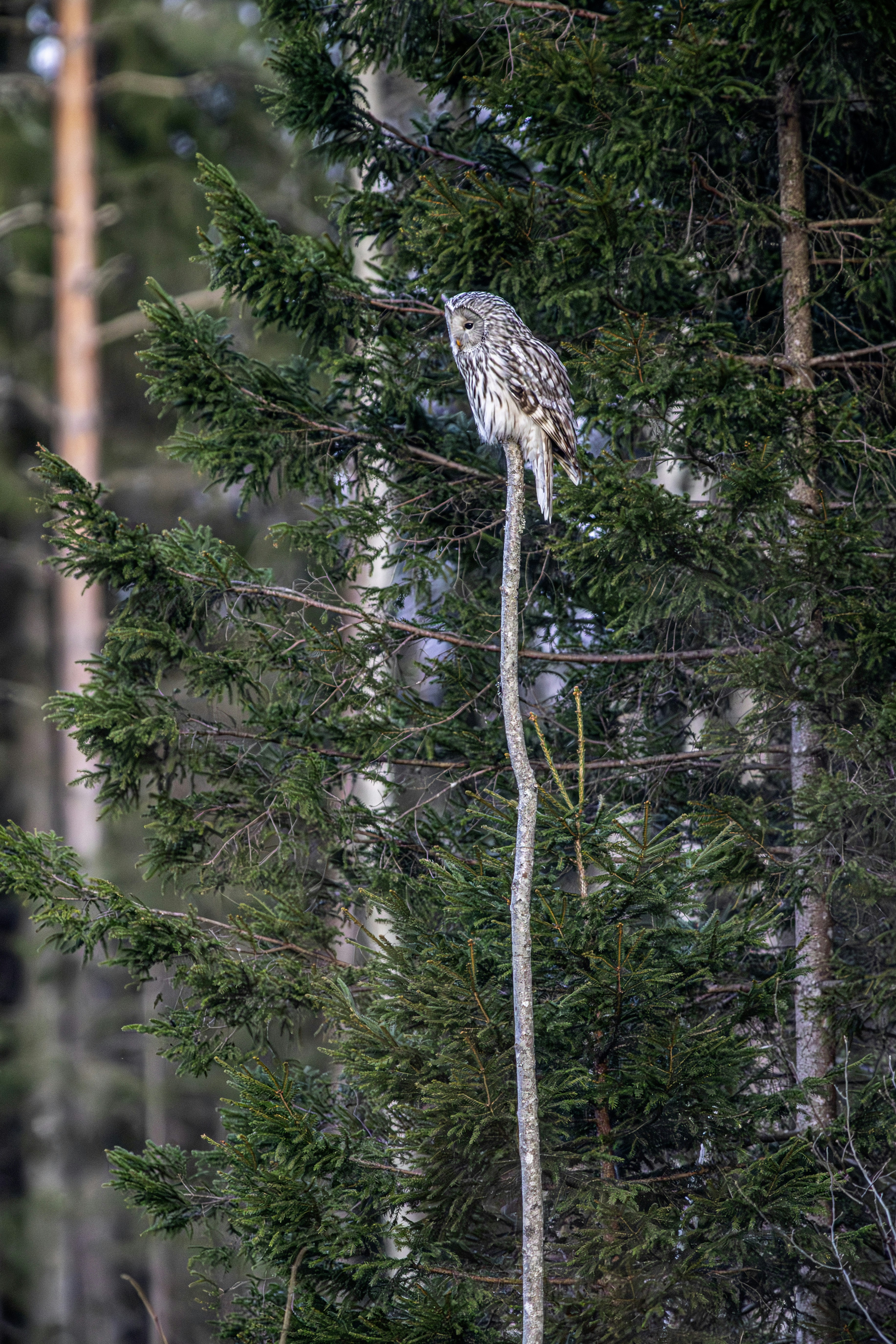 An owl perched on a thin branch in a forest.