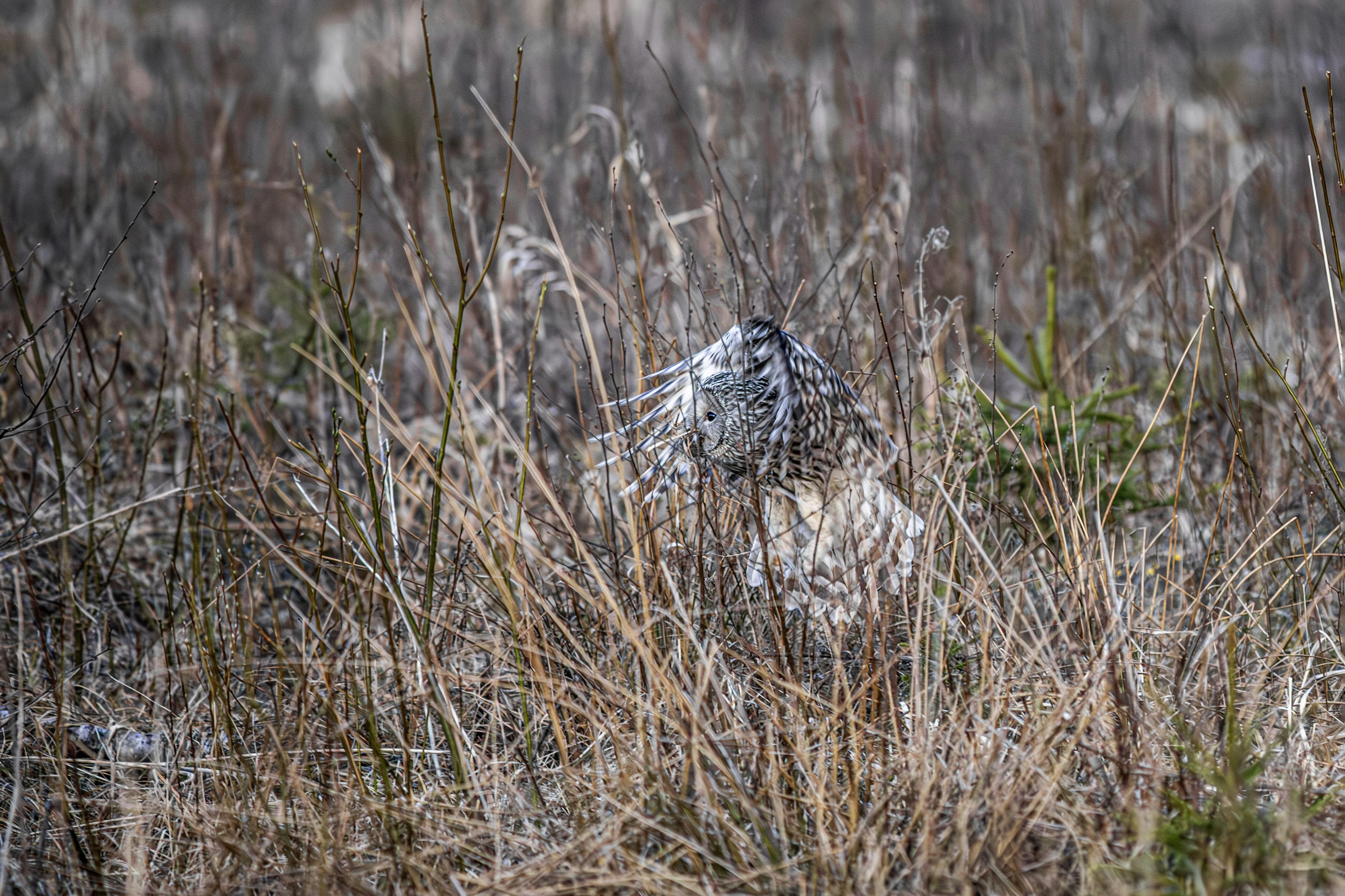 A bird hiding in tall dry grass