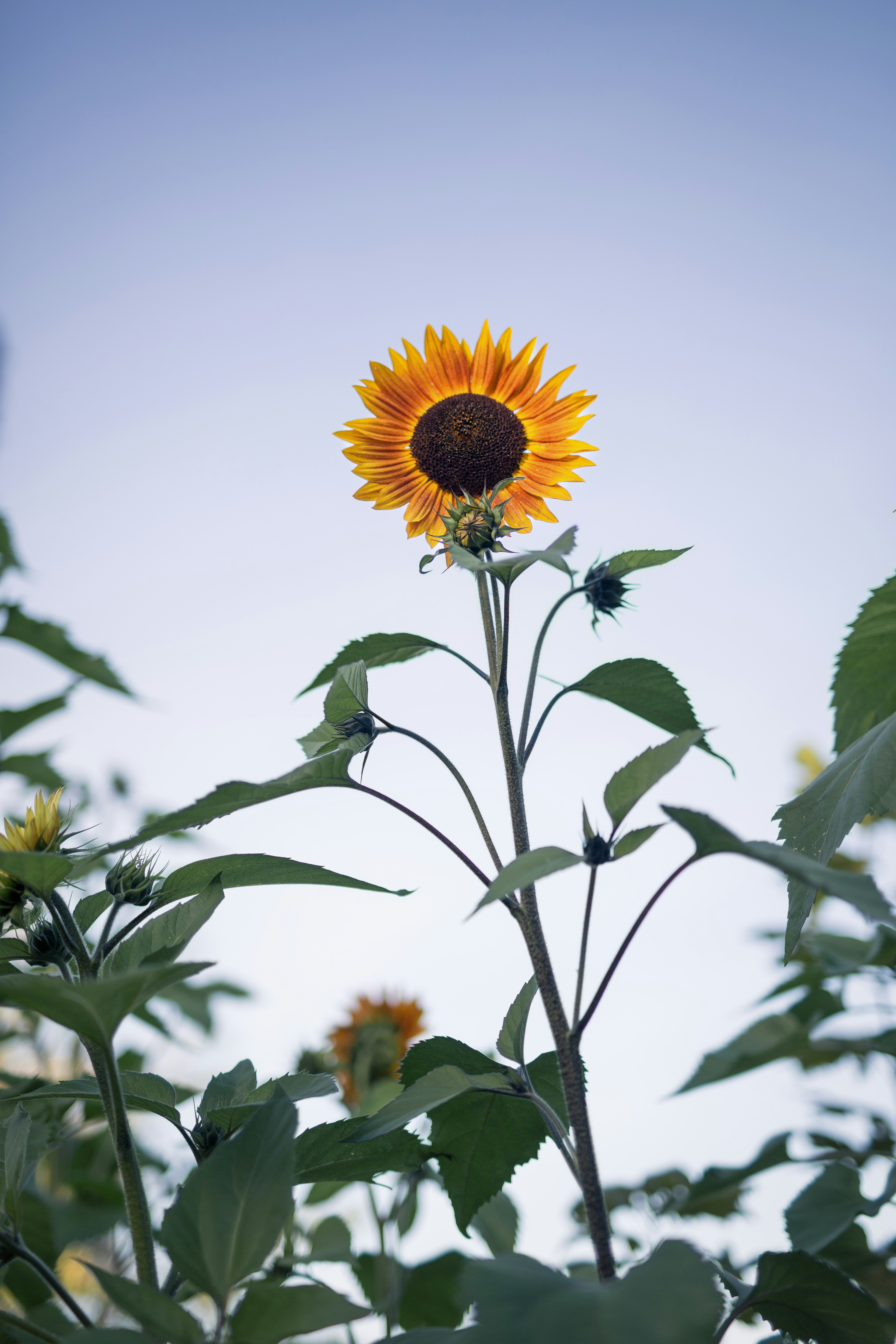 Un seul tournesol se dresse devant un ciel bleu pâle.