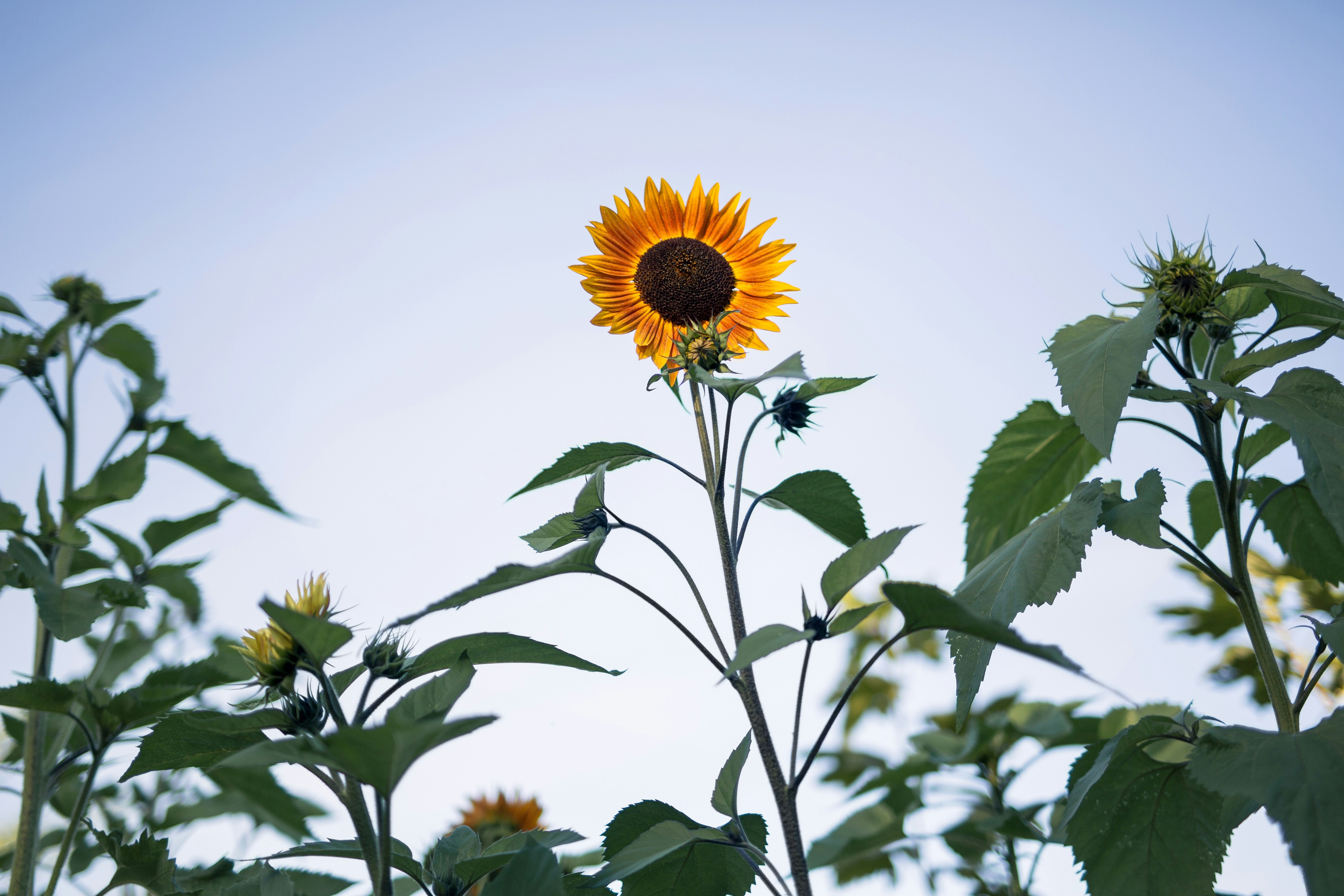 Un seul tournesol se dresse devant un ciel bleu clair.