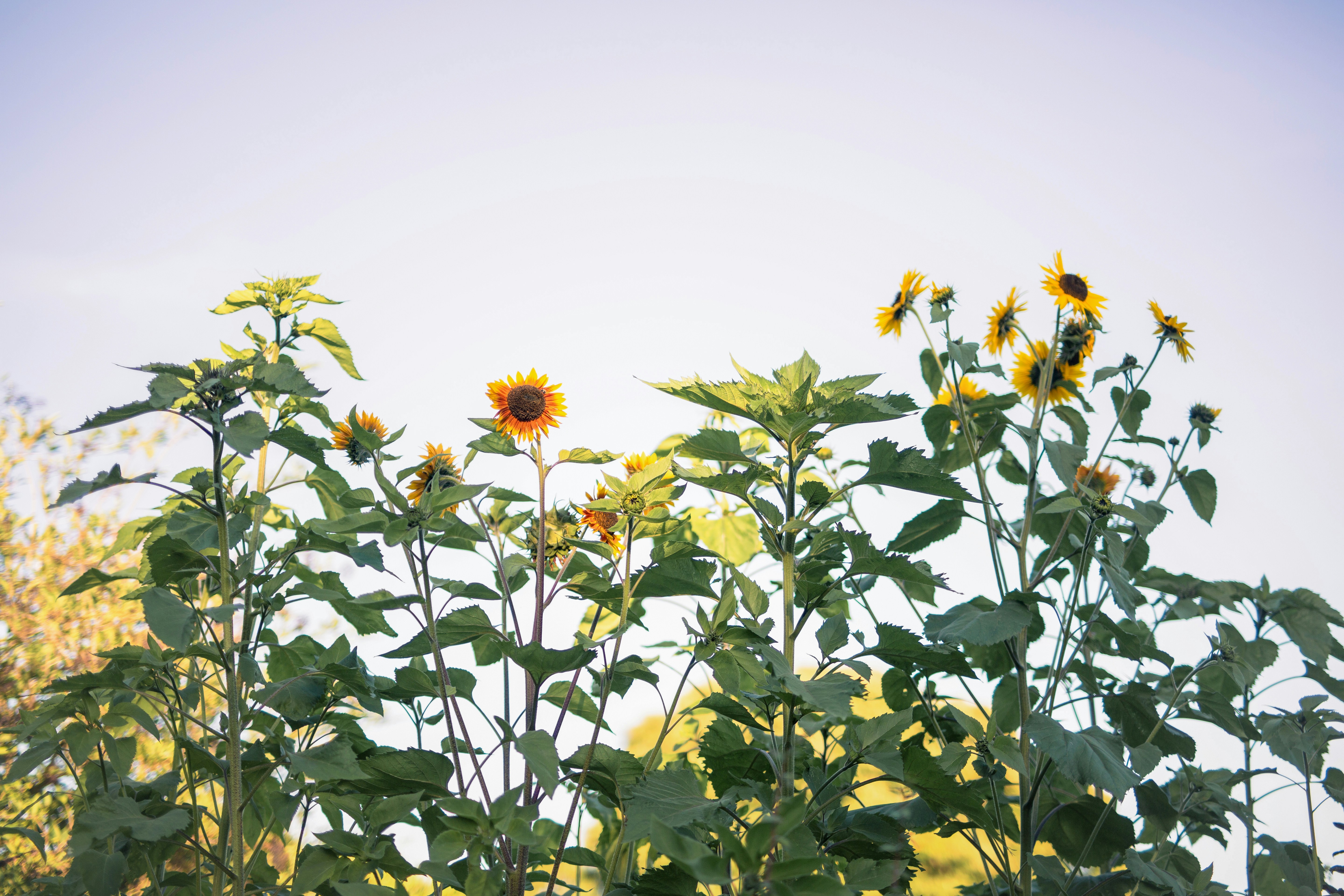 De grands tournesols s’étendant vers un ciel lumineux
