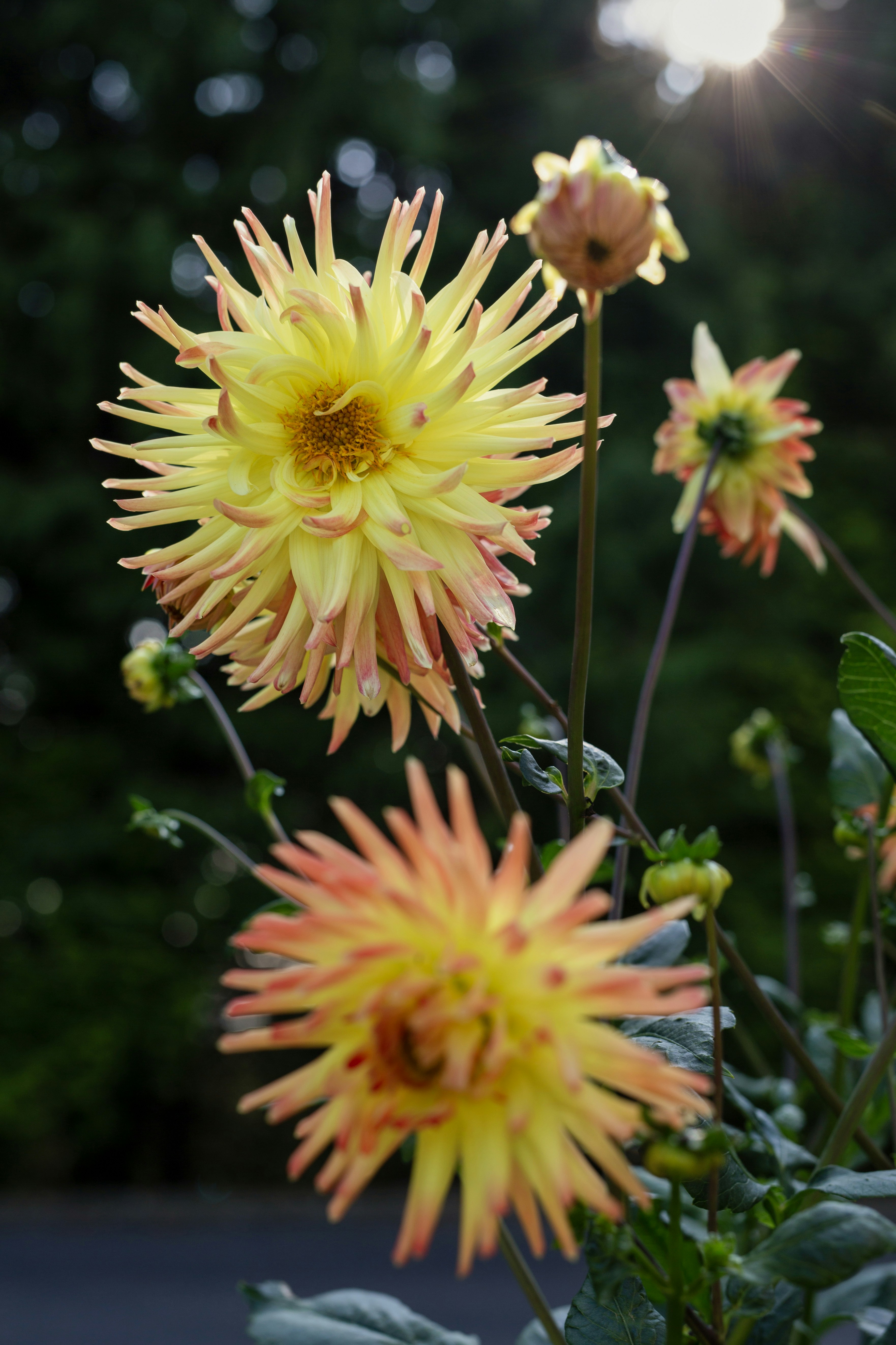 Des dahlias jaunes et orange à piquants fleurissent au soleil
