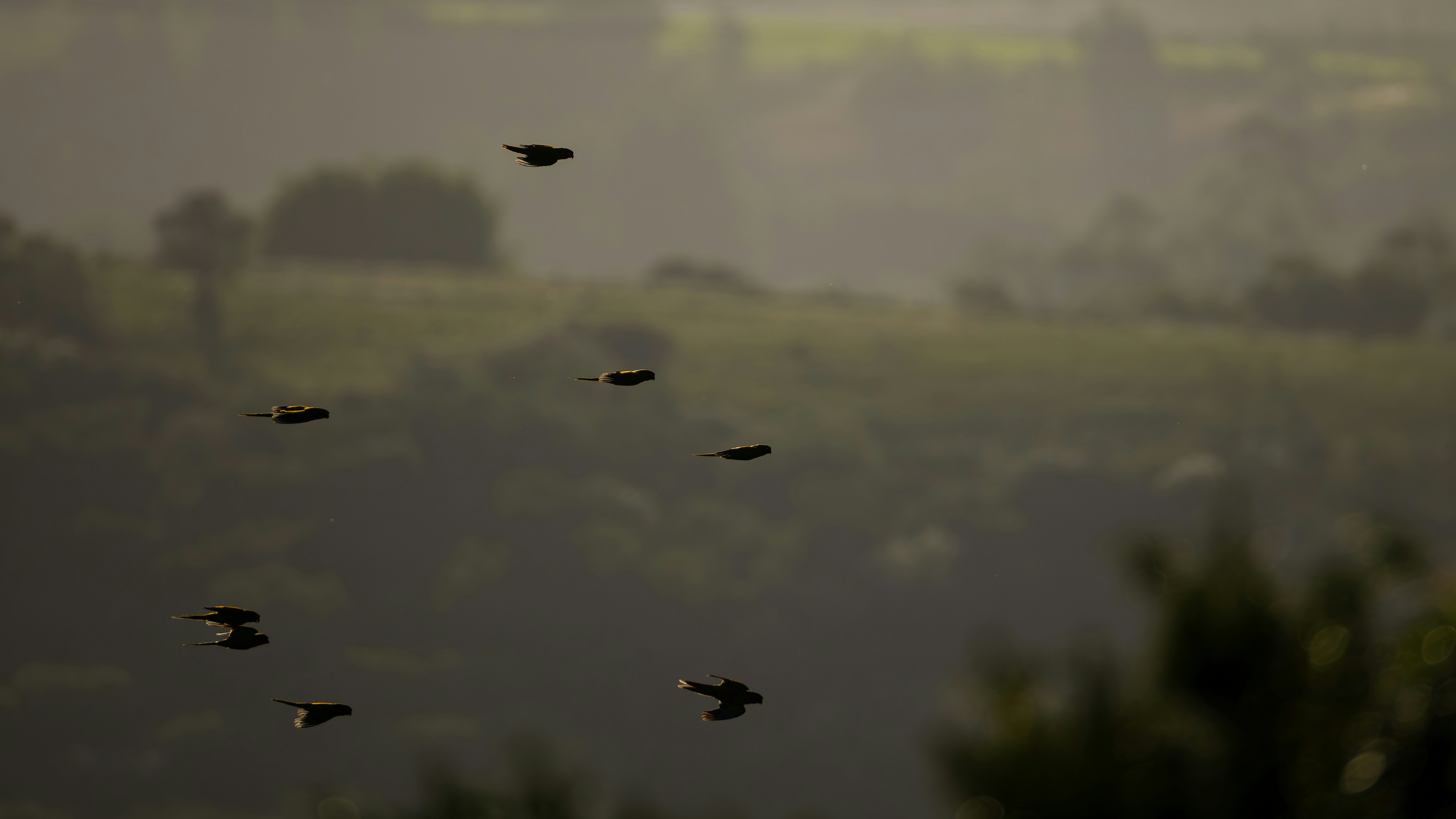 A flock of birds flying over a misty landscape.
