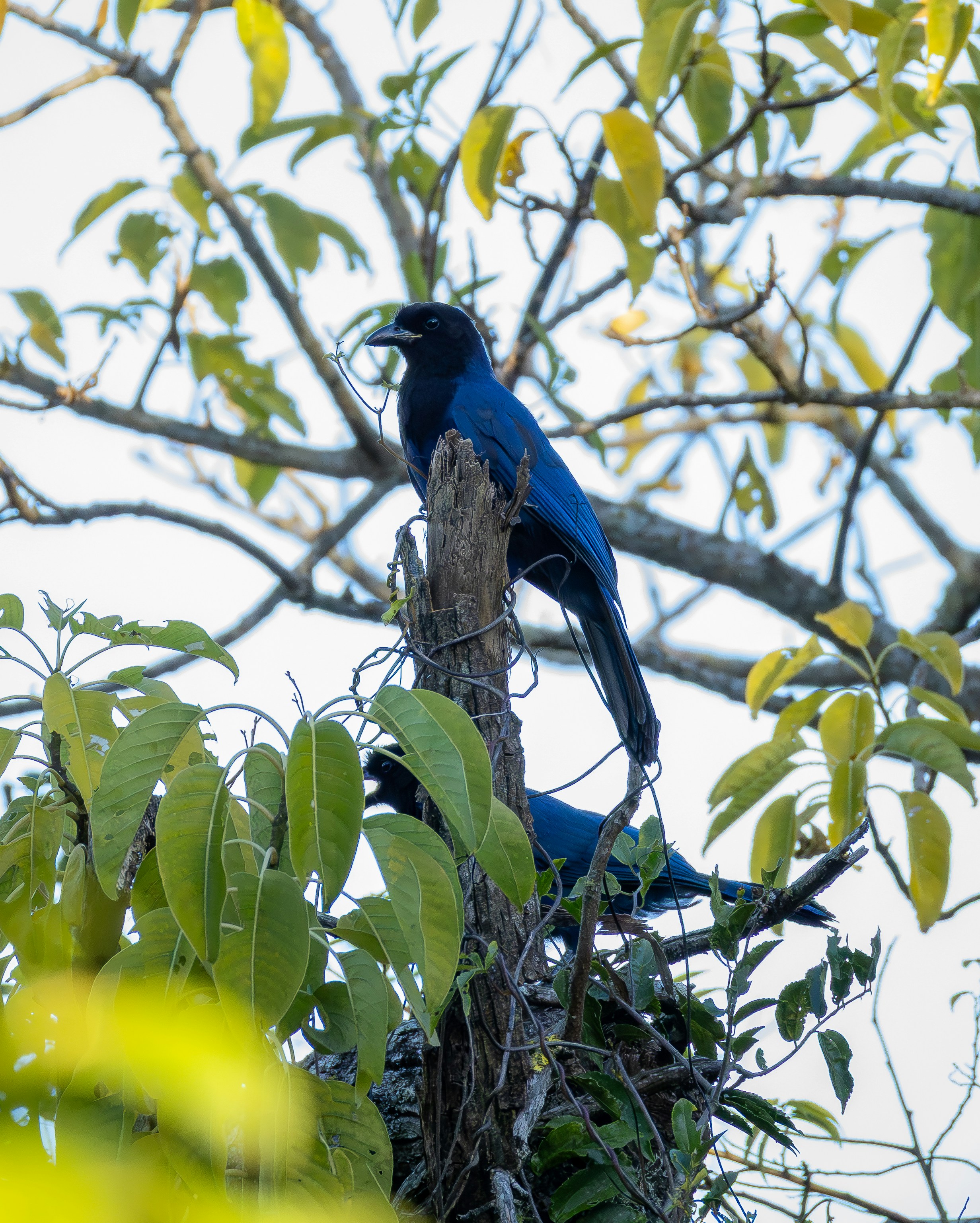 Two blue birds perched on a dead tree branch.