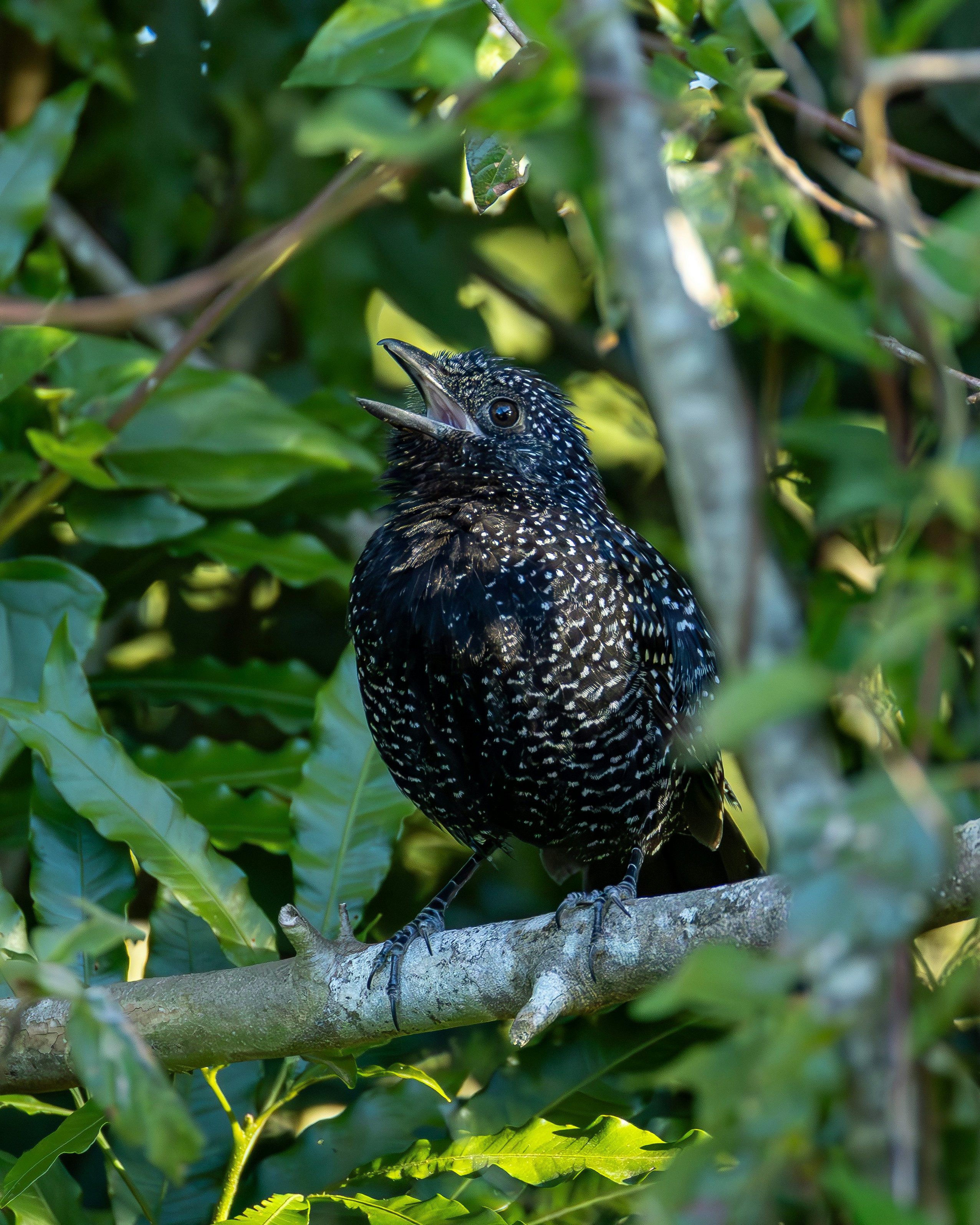 A speckled bird perches on a branch amidst green leaves.