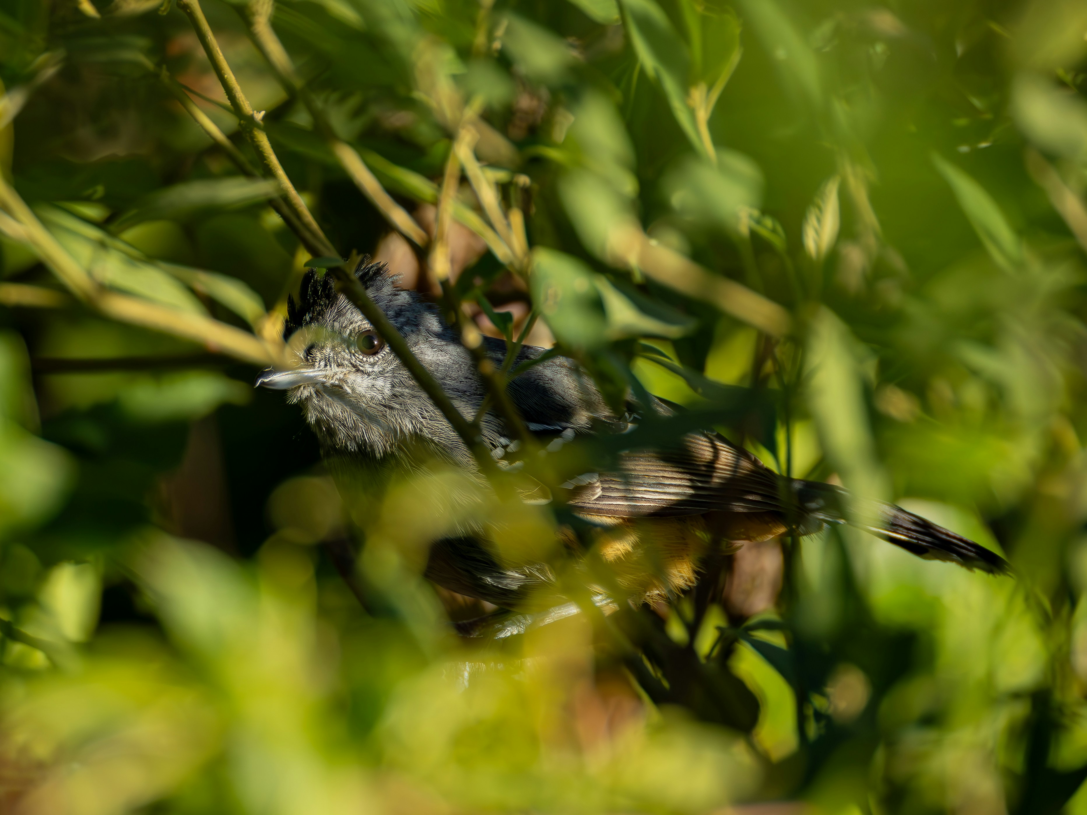 A small bird peeks through green foliage